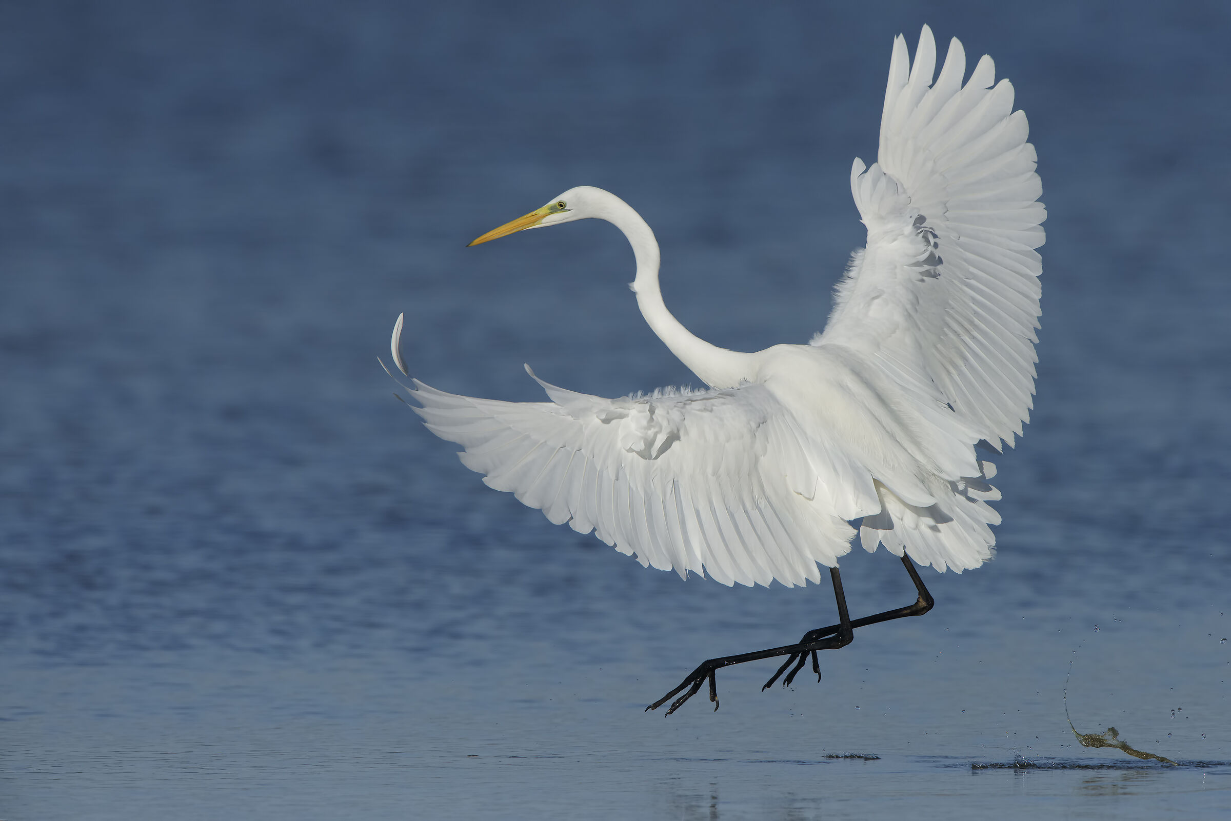 heron in the hunt