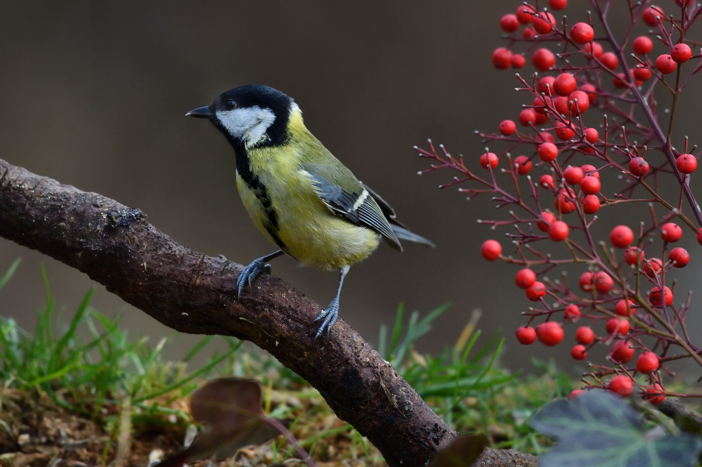 celebration of colors...