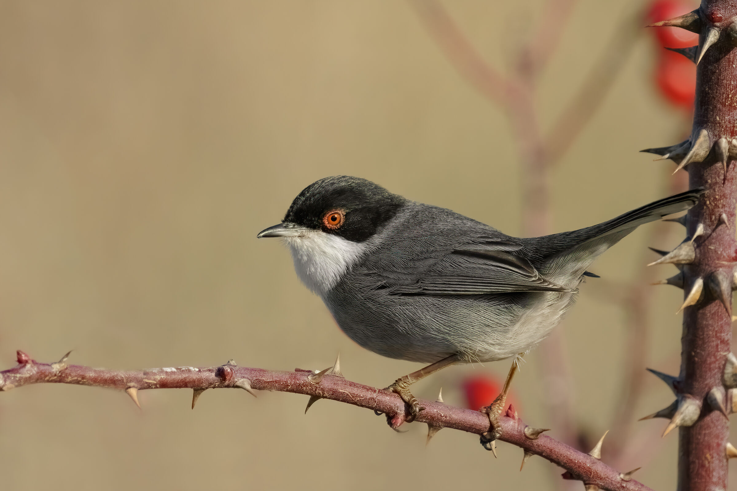 Eye-cook. (Sylvia melanocephala)