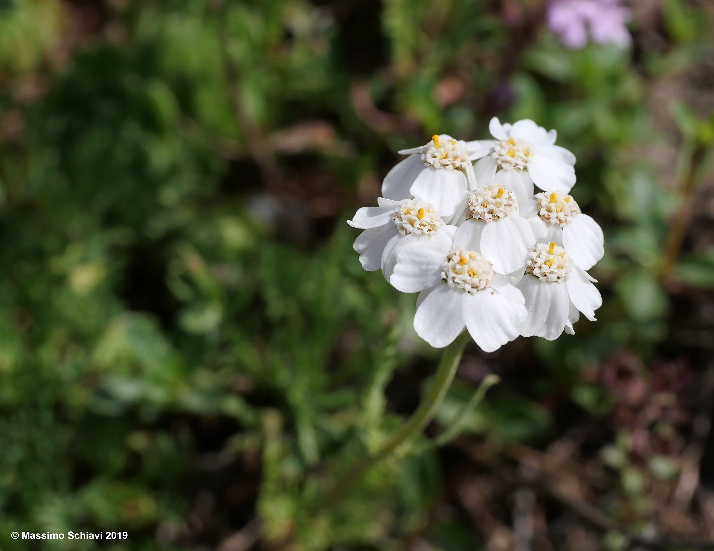 Achillea erba-rotta subsp. moschata - Achillea moscata.