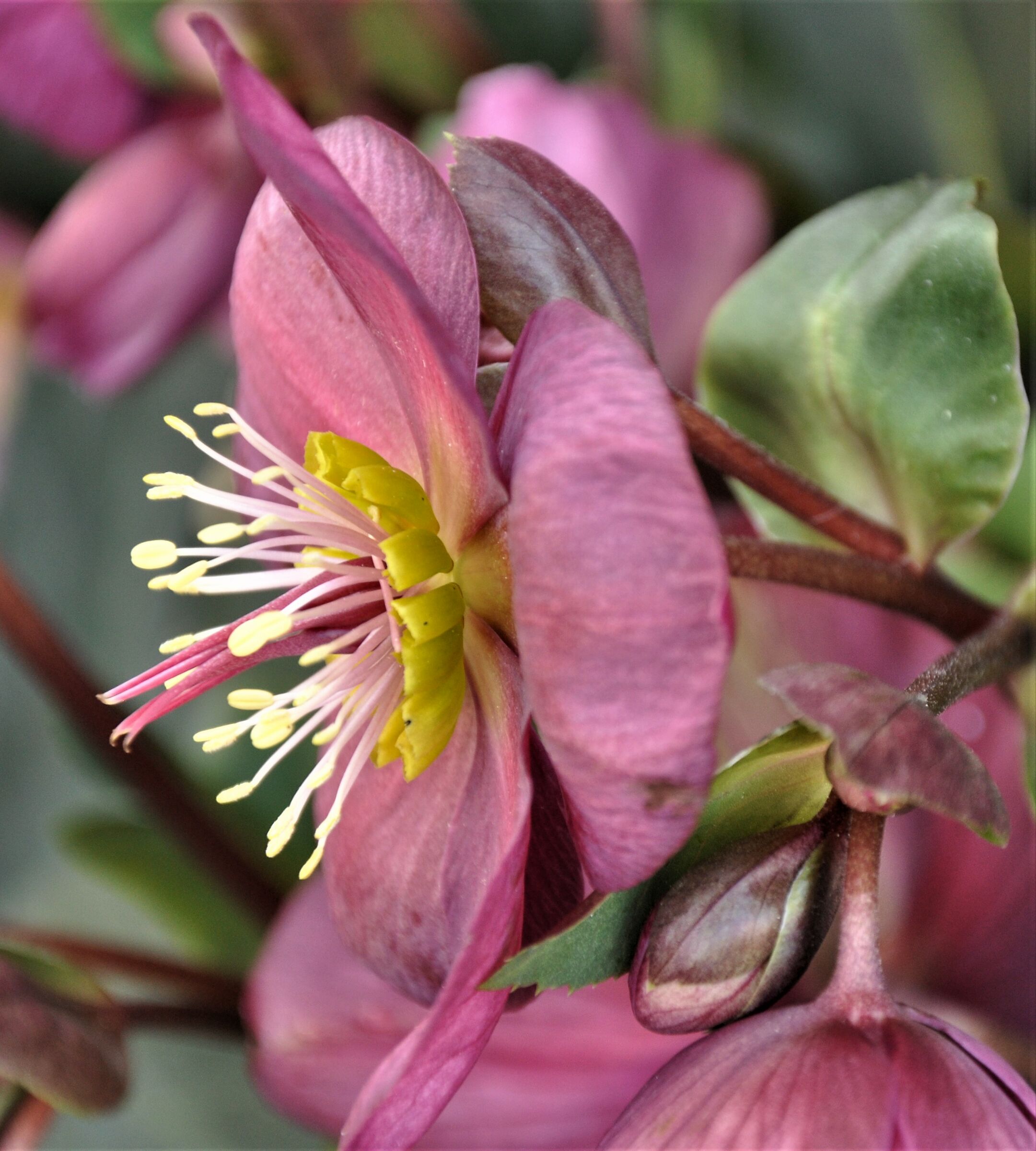 Helleborus