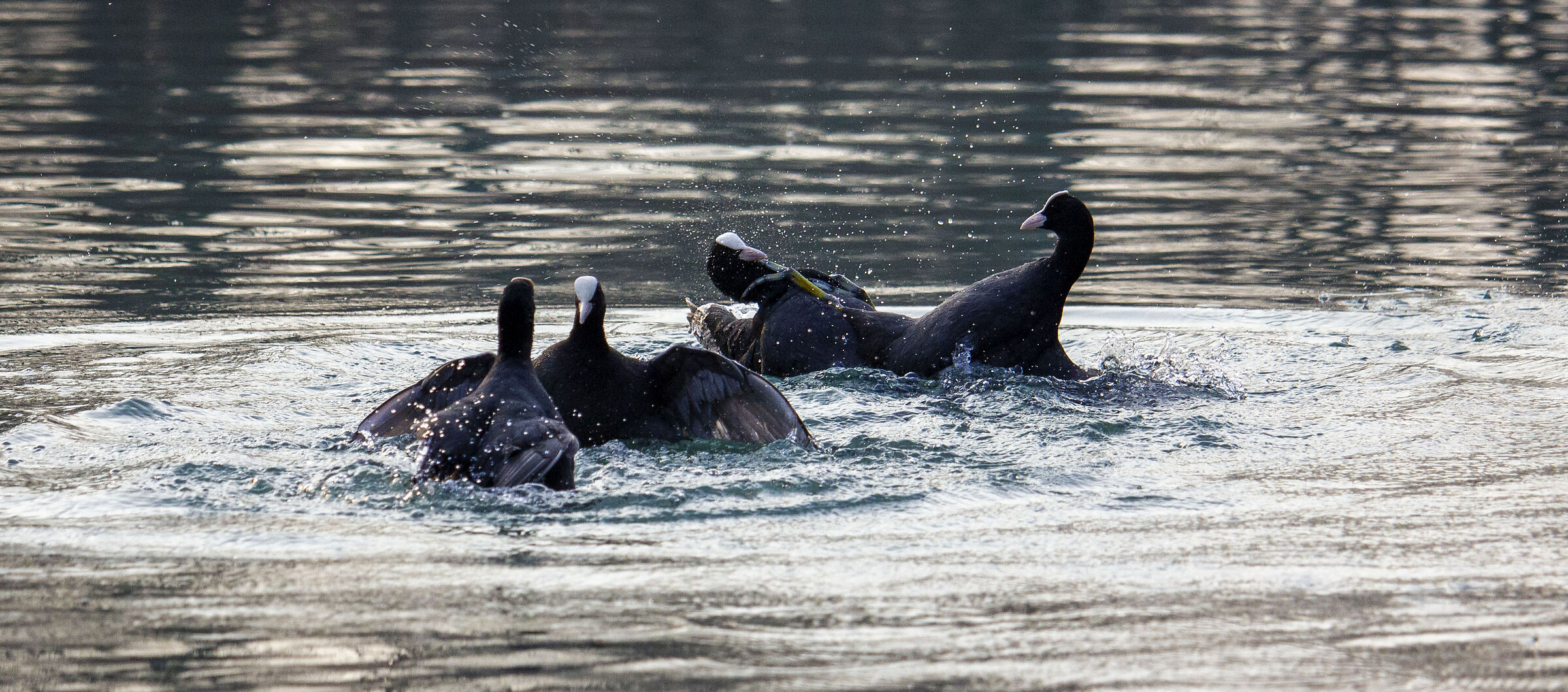 quarrel between folaghe