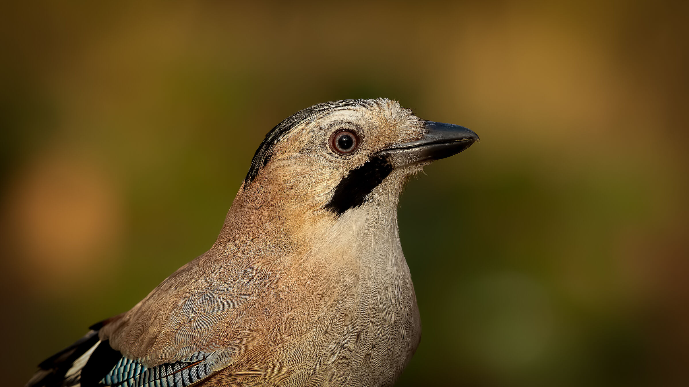 Garrulus glandarius » Eurasian Jay