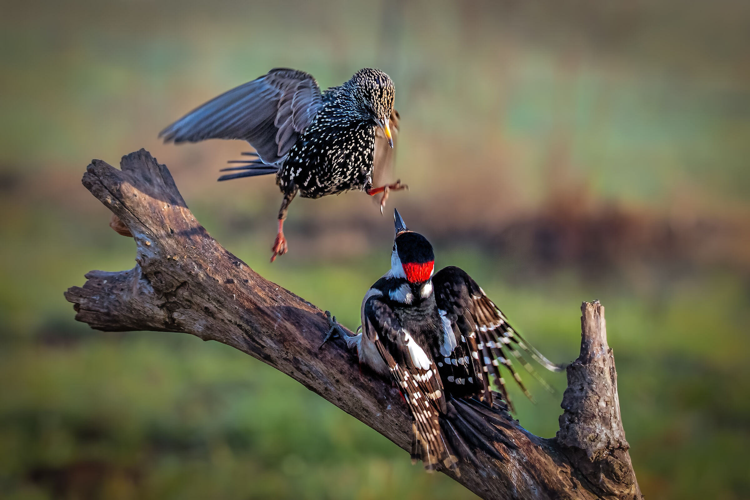 Lite frqa Red Woodpecker and Storno