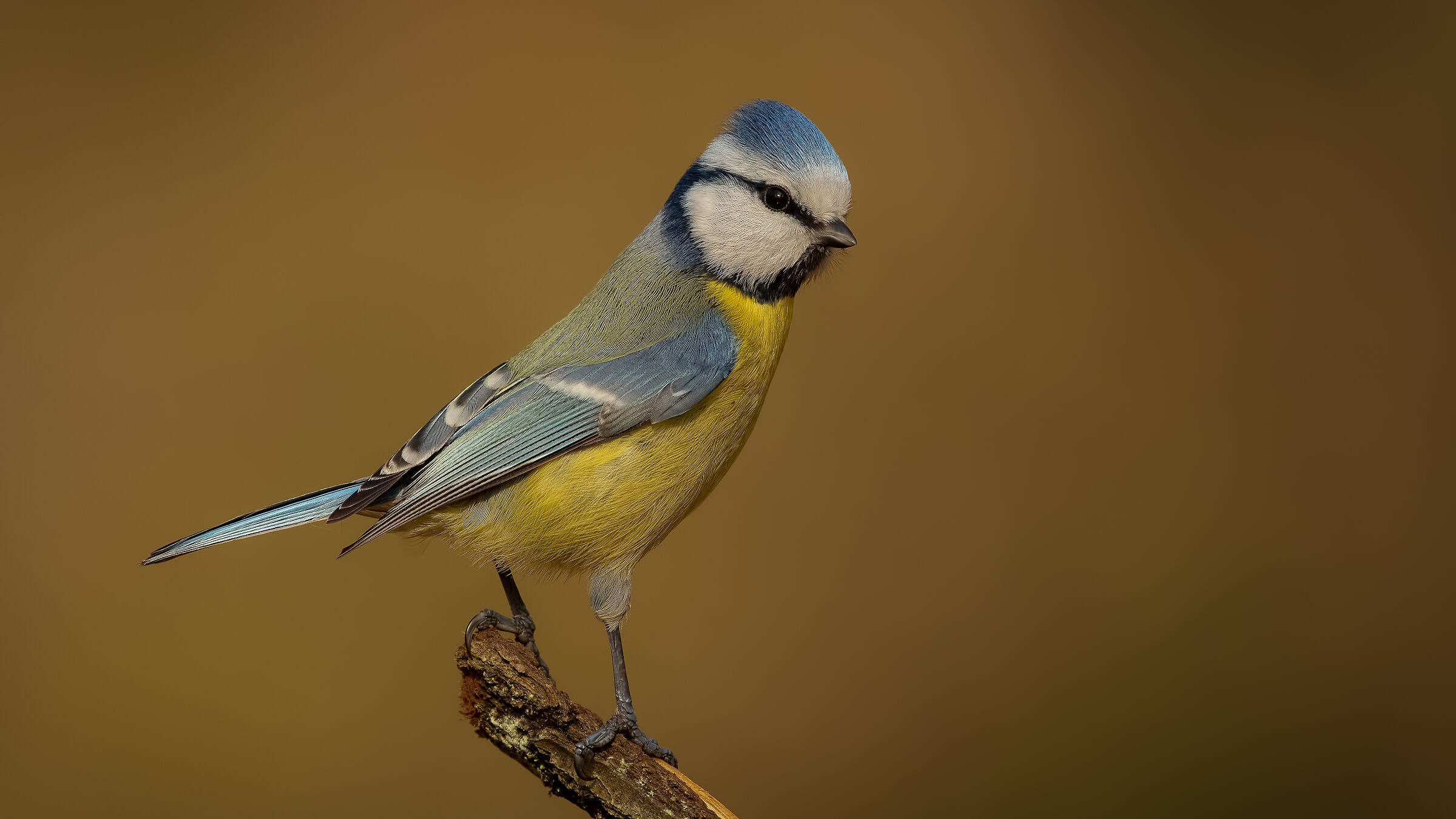 Cyanistes caeruleus » Eurasian Blue Tit
