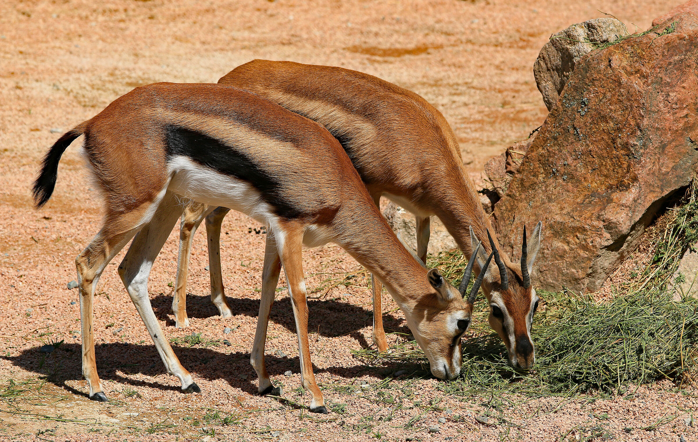 Gazelles