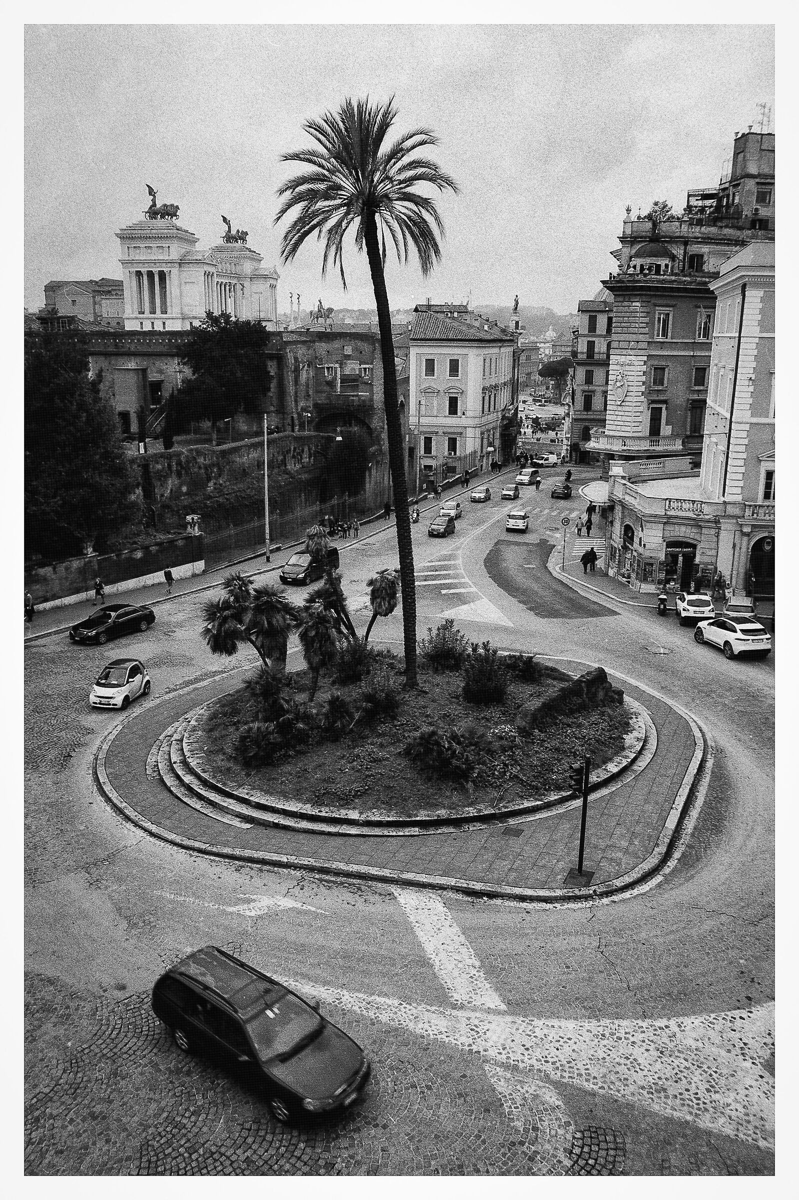 The palm tree of Largo Magnanapoli...