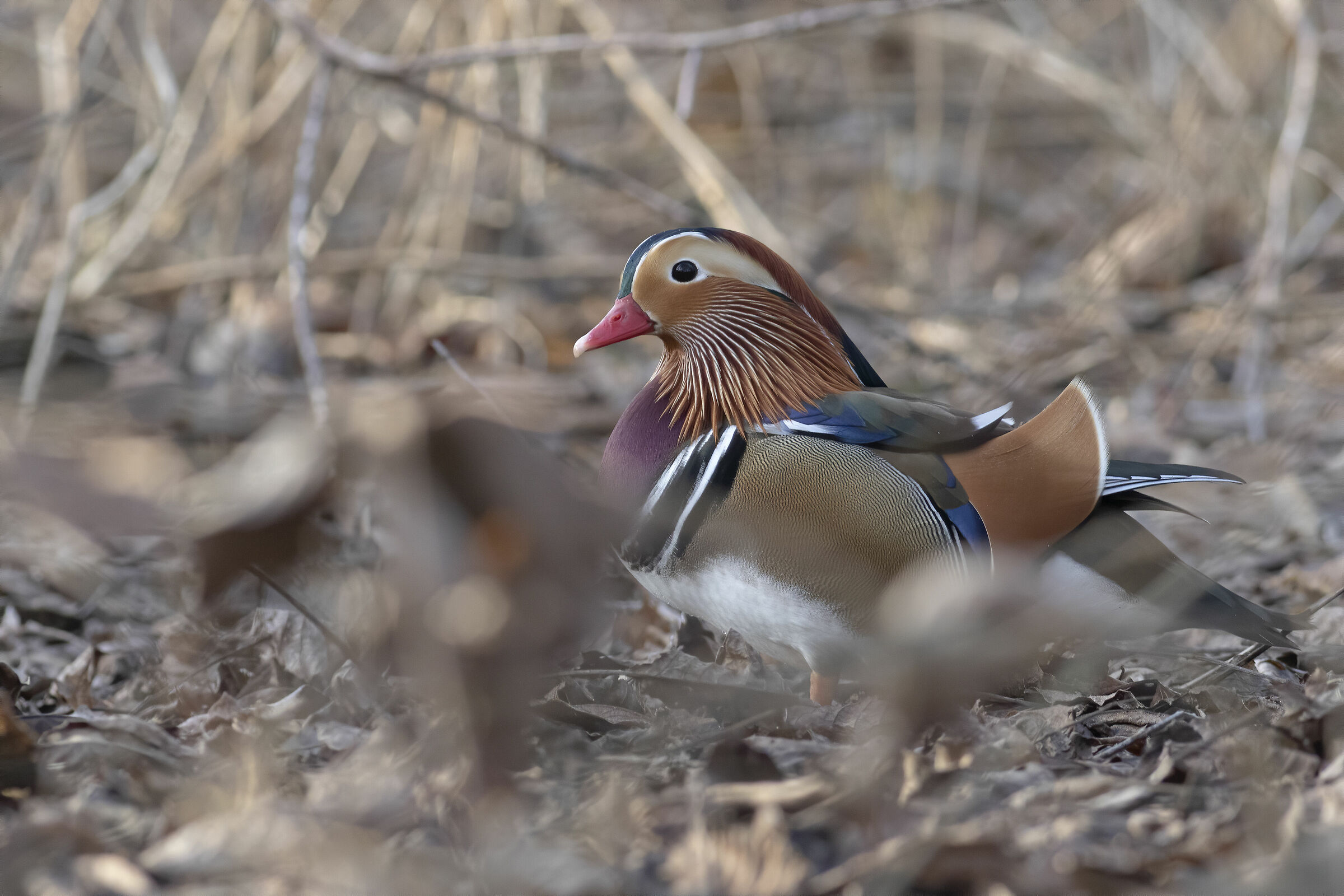 Mandarin duck