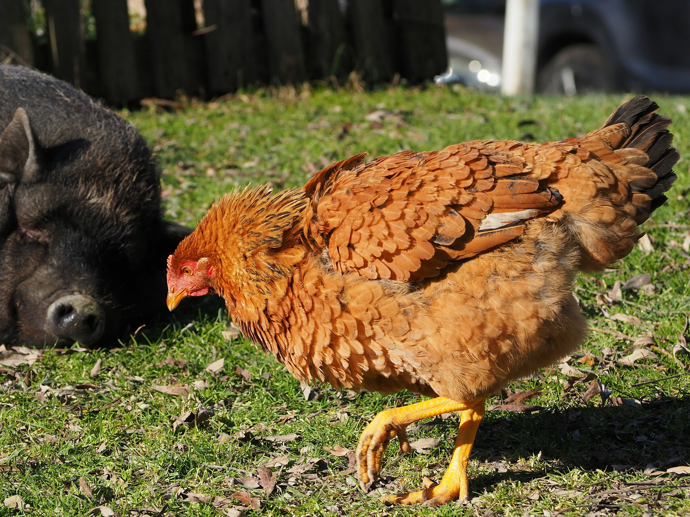 The pig and the chicken