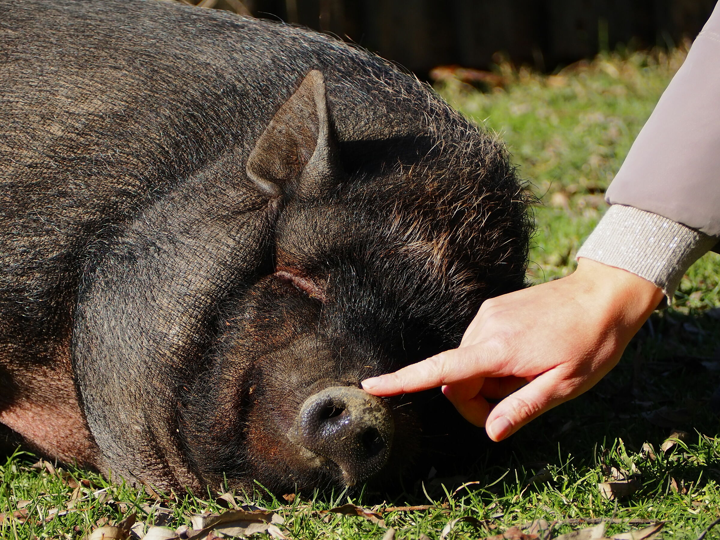 The hard life of the pig