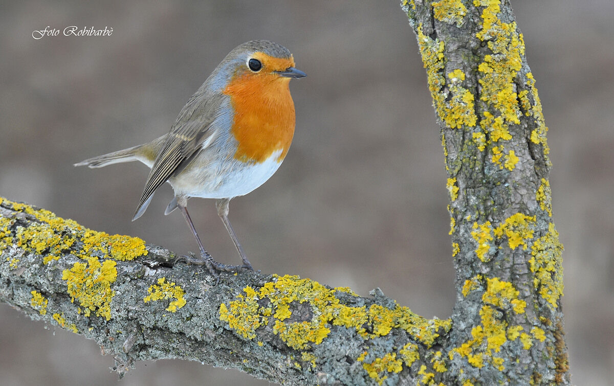 Robin...