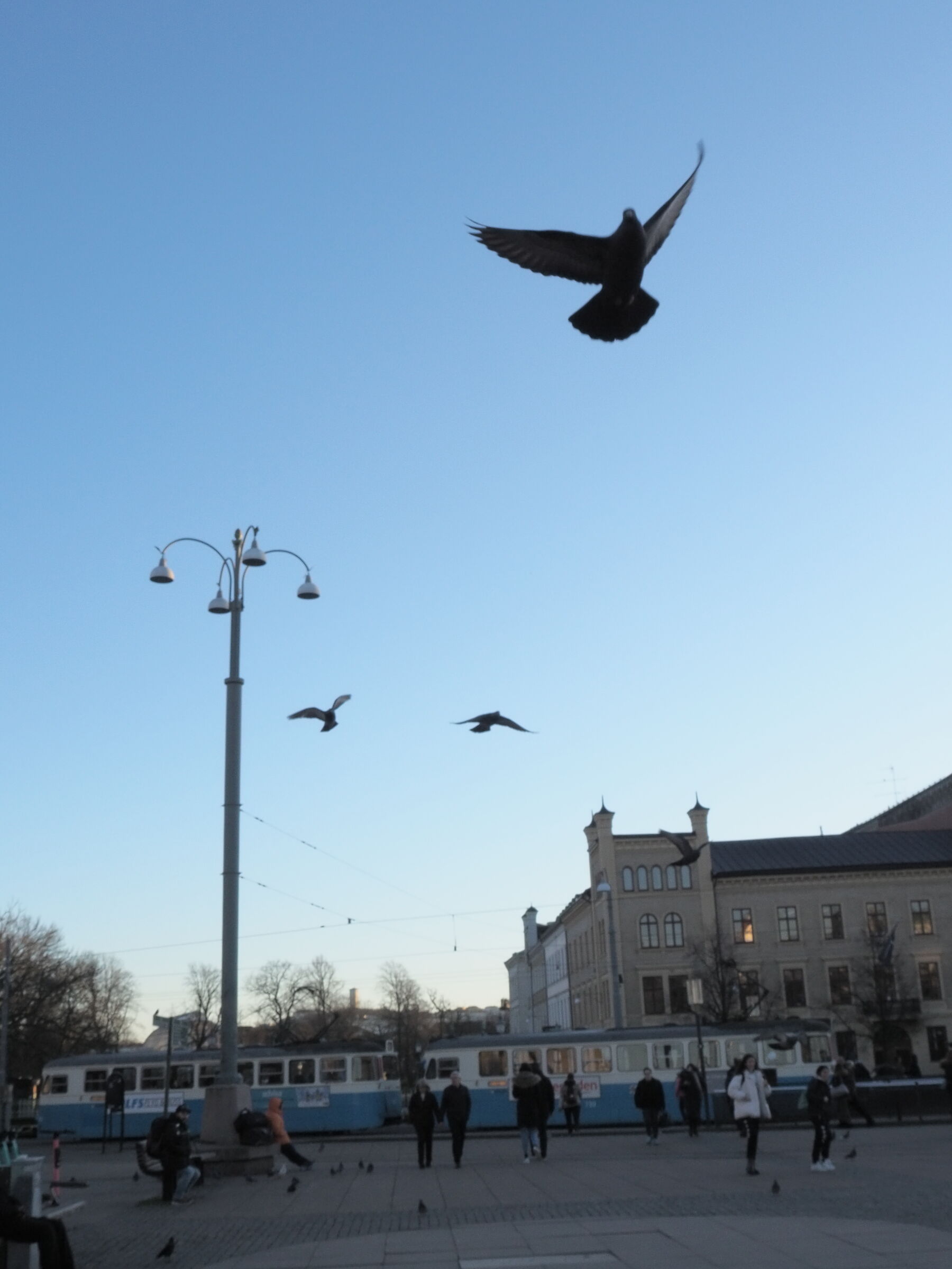 Pigeons in Goteborg