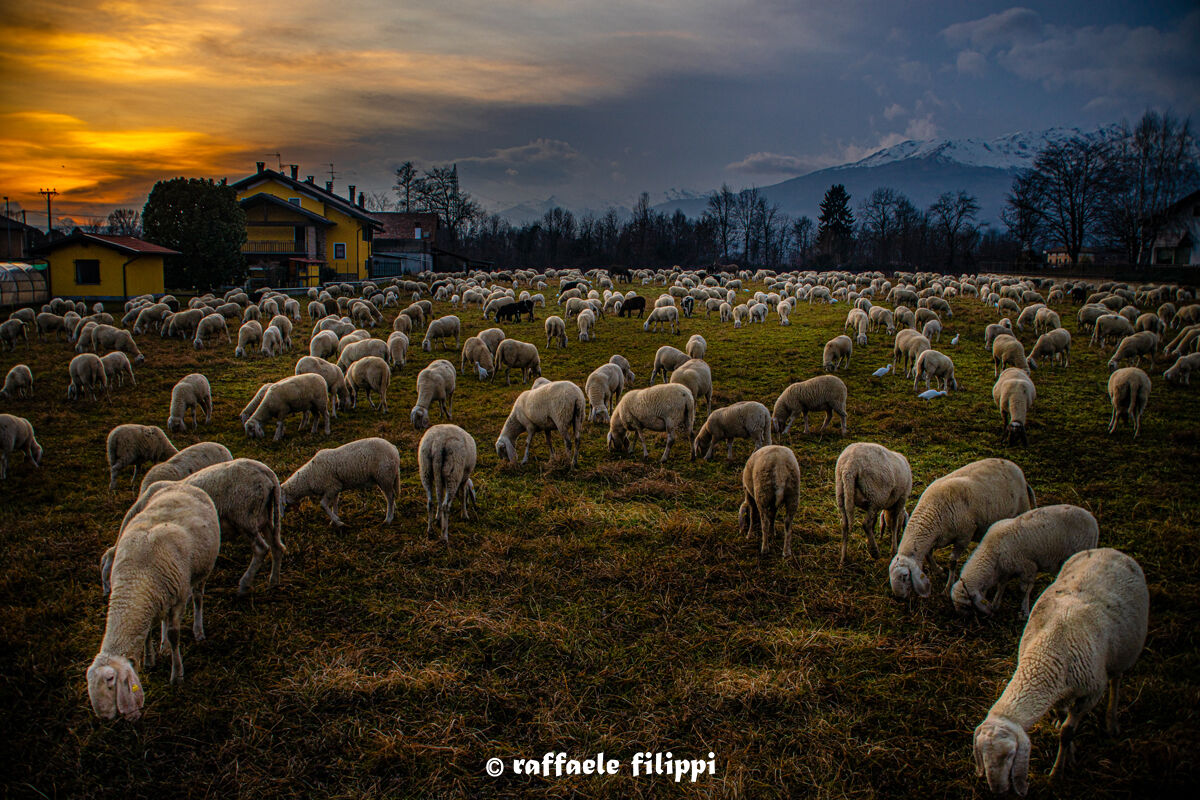 Sunset over the sea... sheep