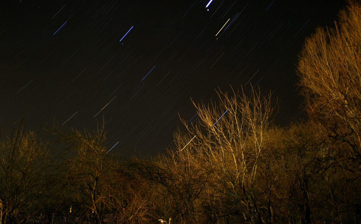 Star trails between the trees