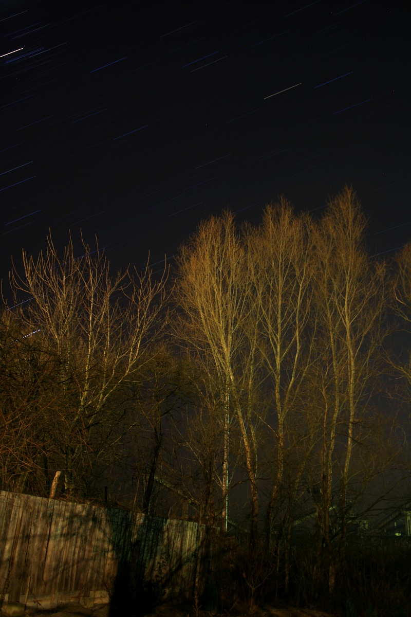 Star trails between the trees2