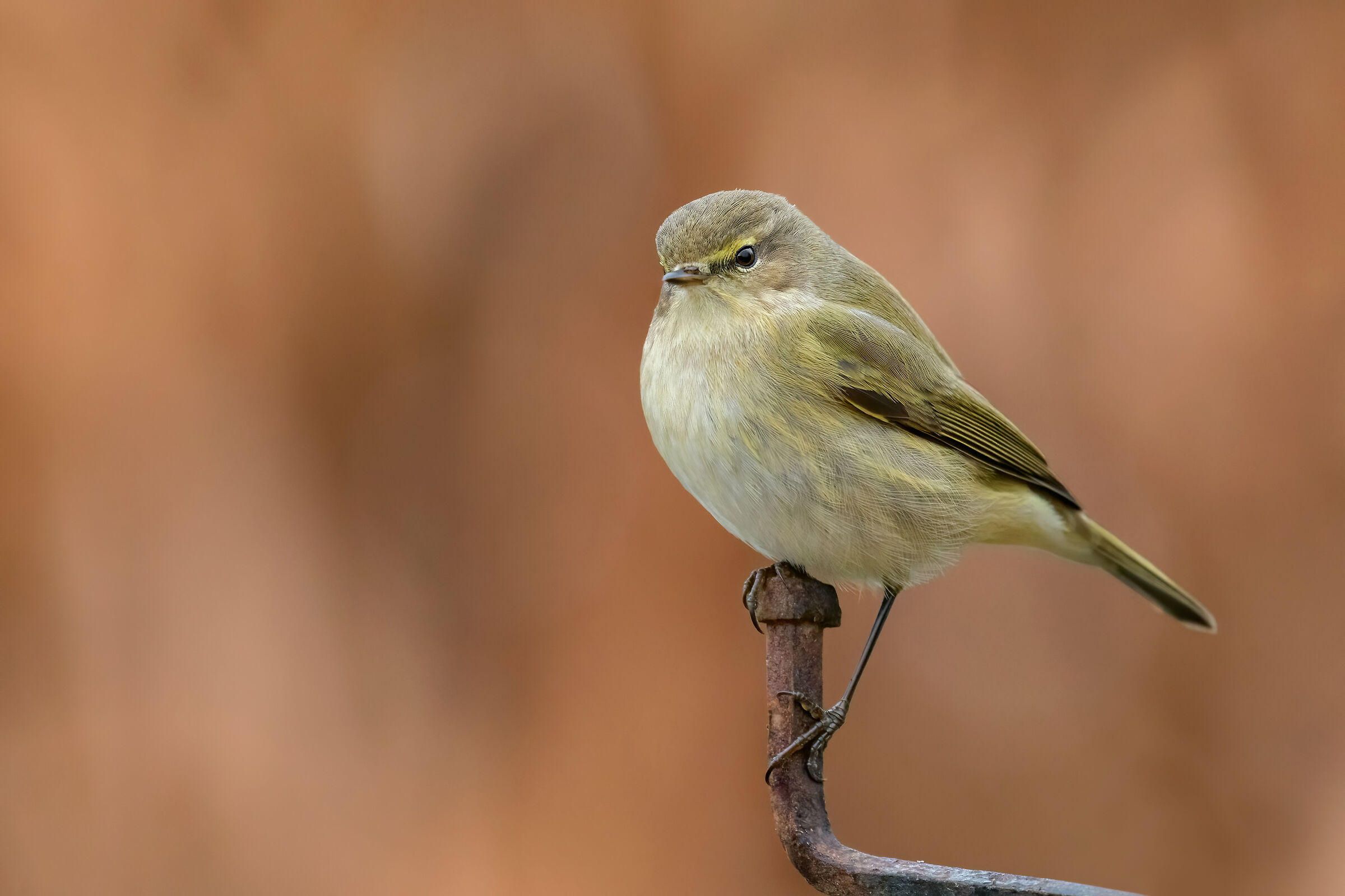 ..luì su vecchio chiodo..