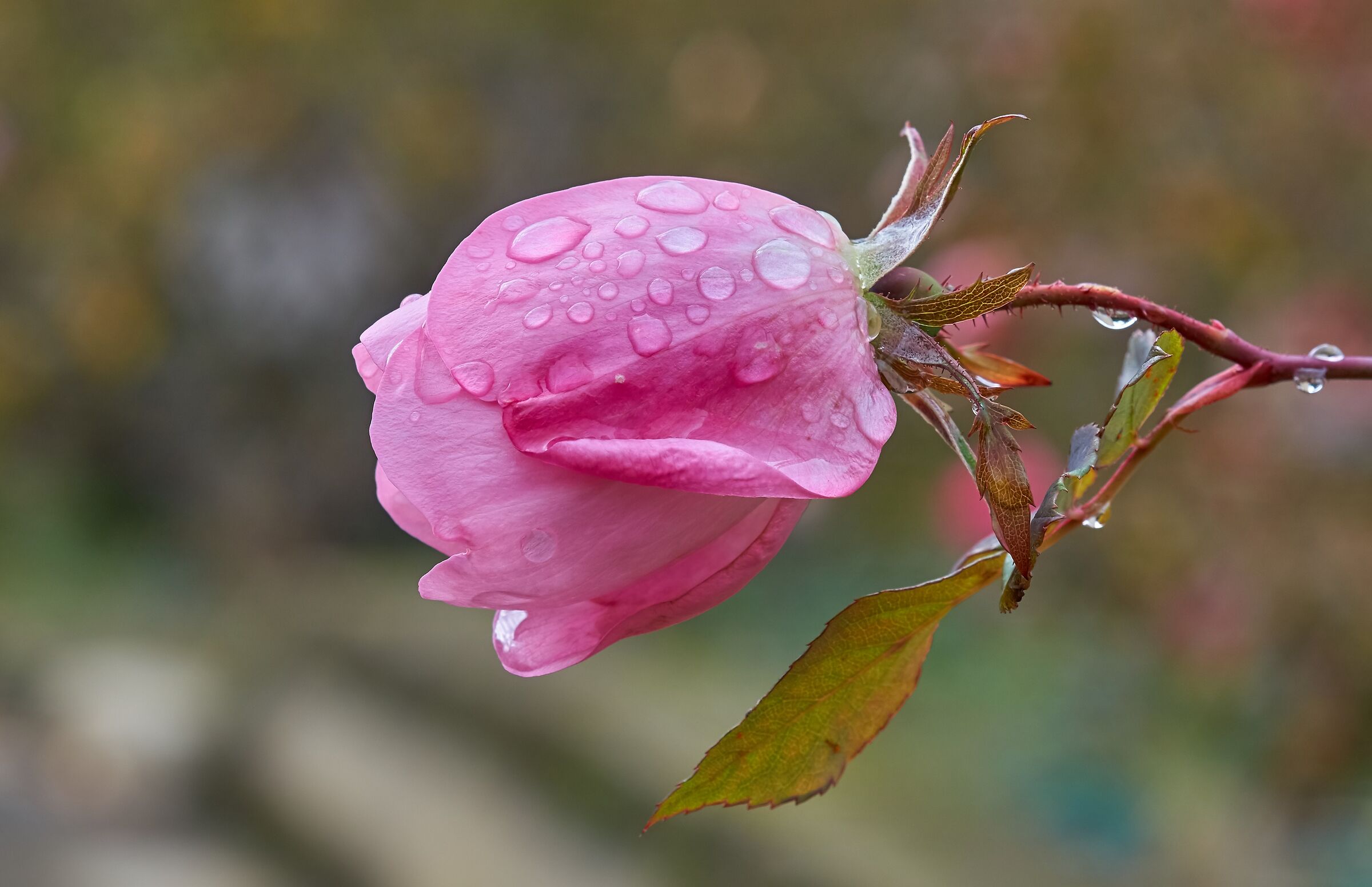 Aspettando la primavera....