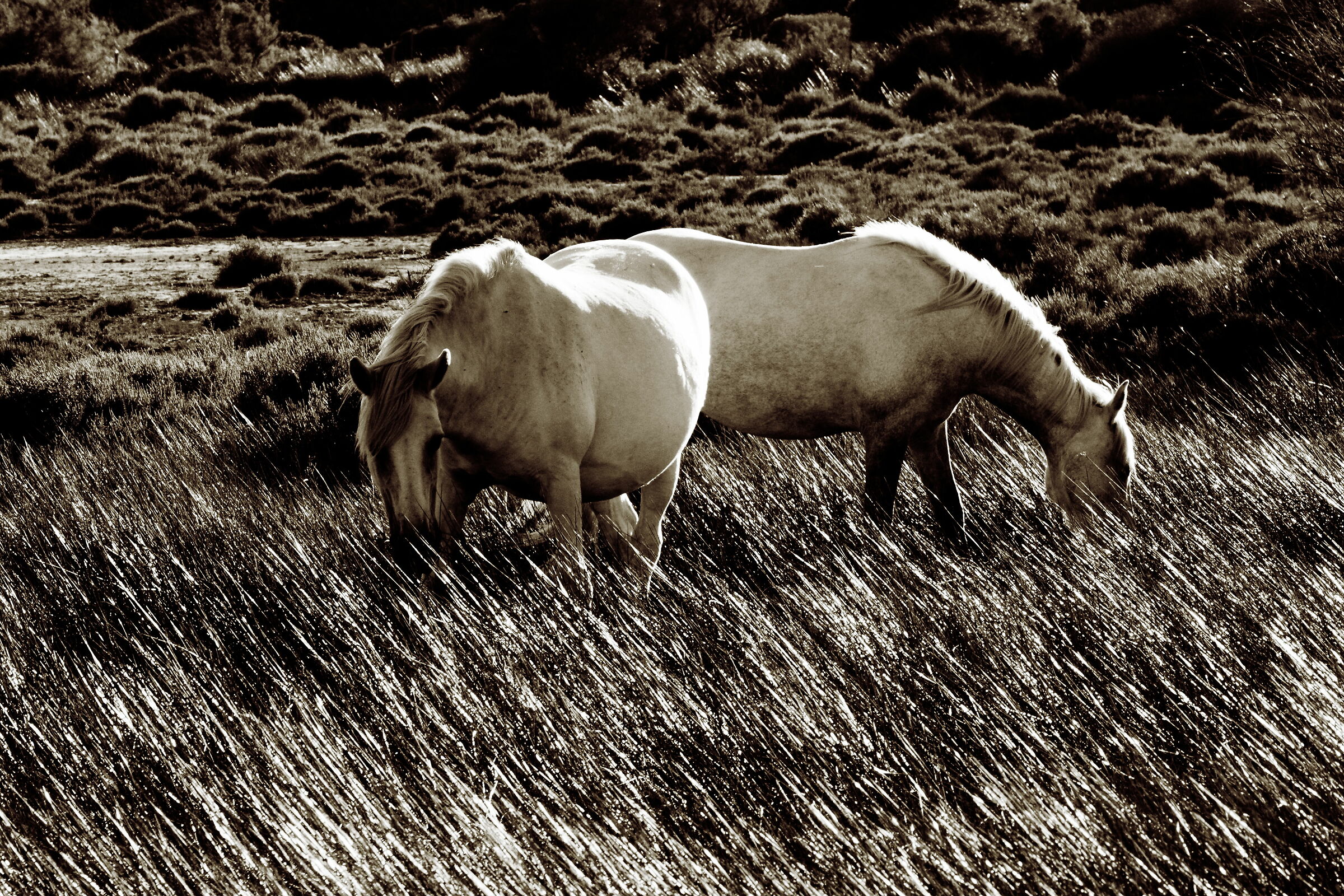 Cavalli di Camargue