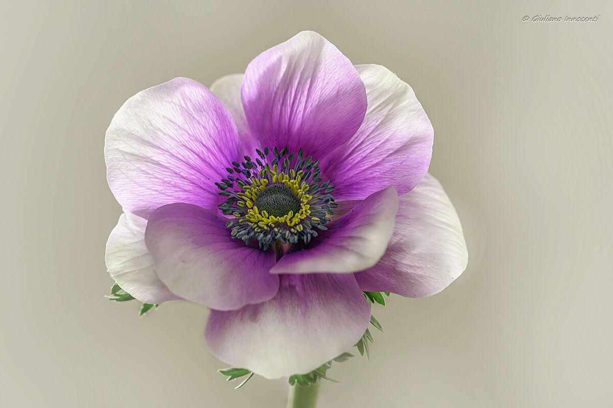 Fiore del vento (Anemone)