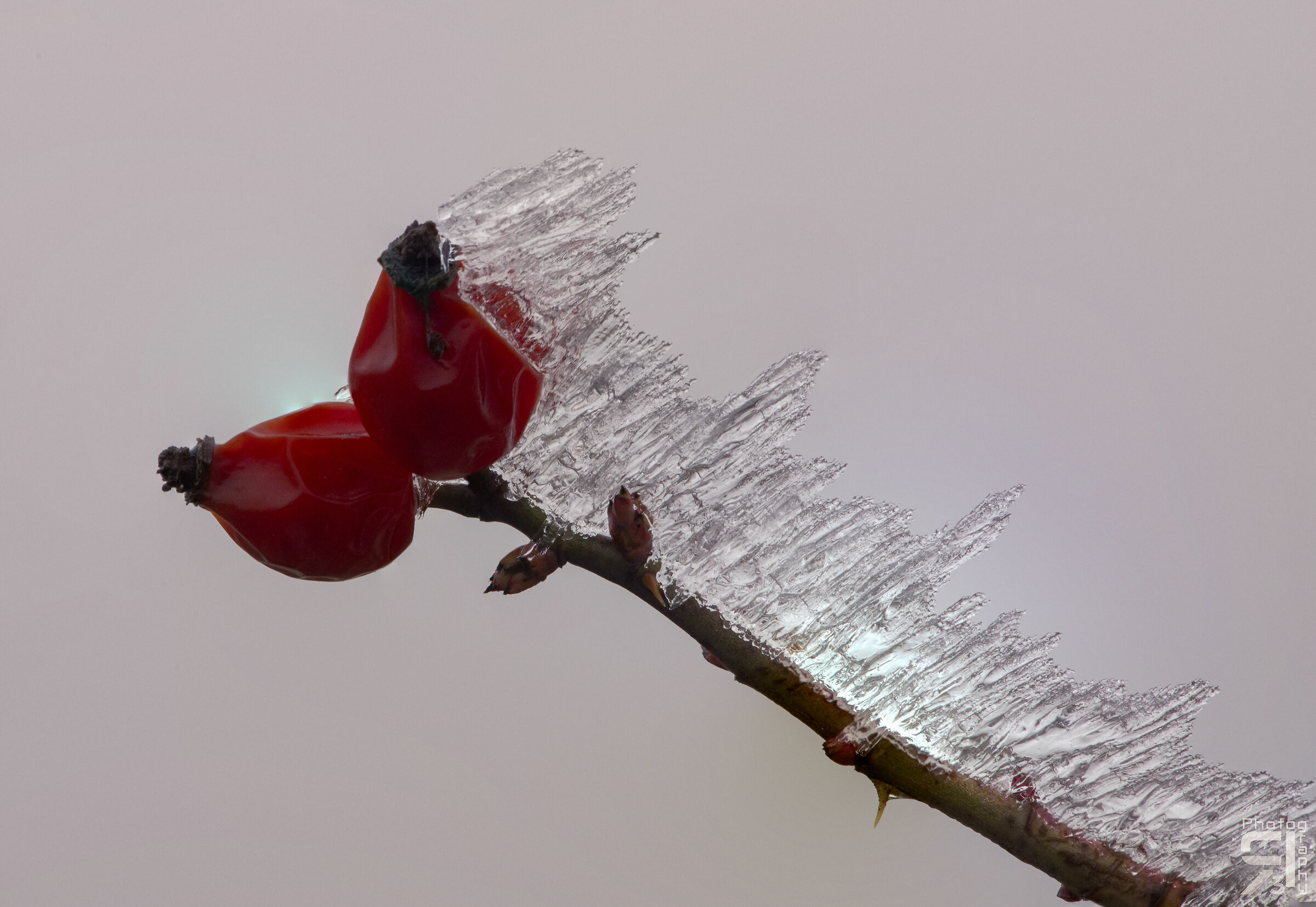 Aghi di ghiaccio su rosa canina