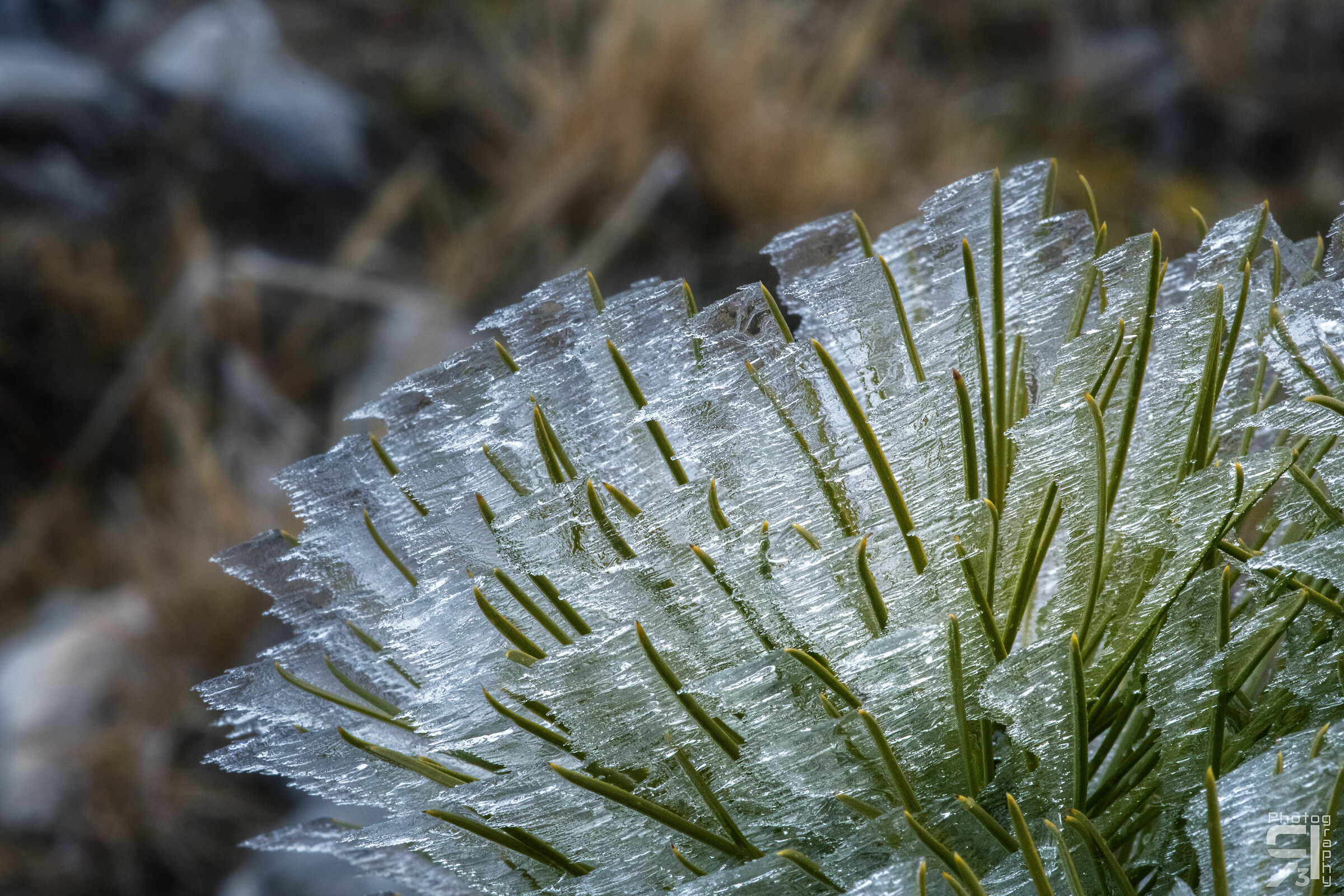 Aghi di pino con ghiaccio