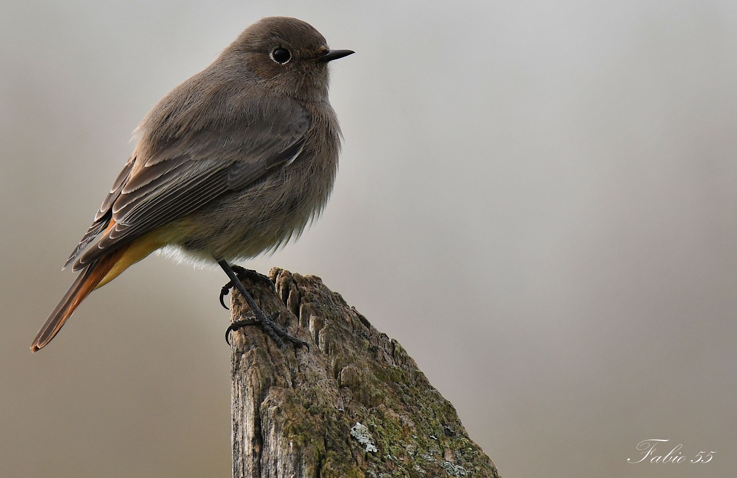 Codirosso spazzacamino -Nikon d500-Tamron 150-600 g2