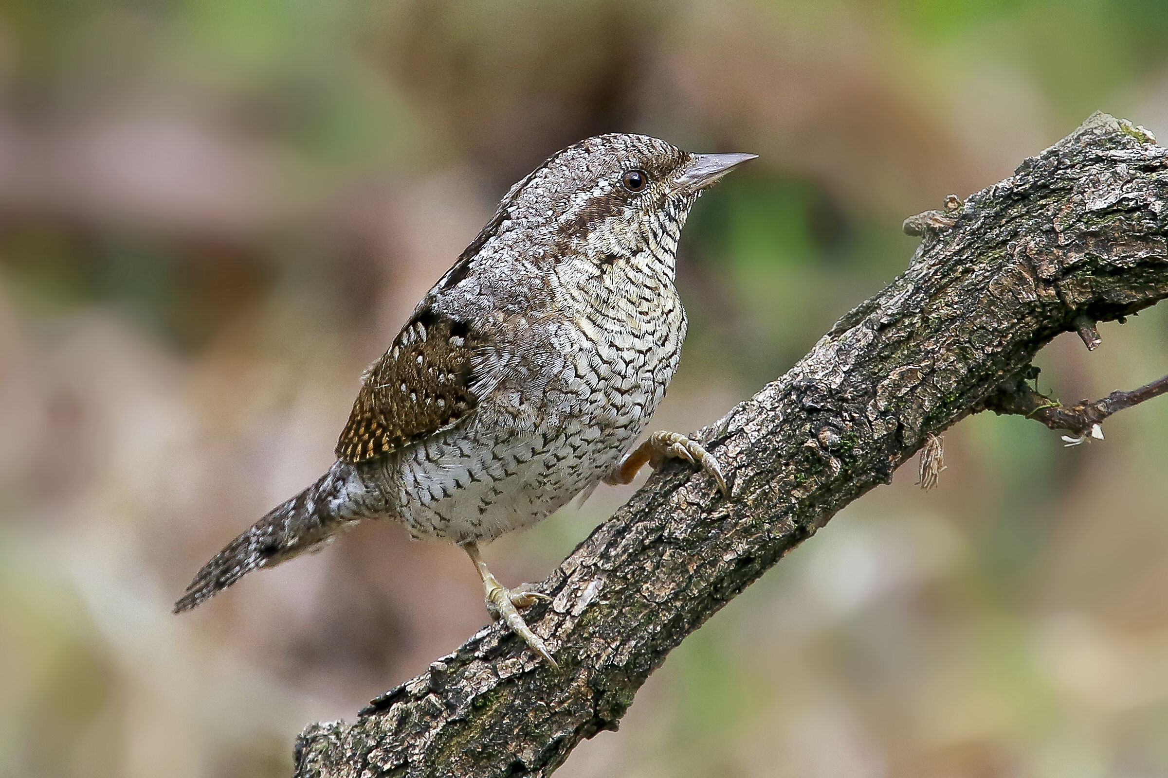 twist - Jynx torquilla