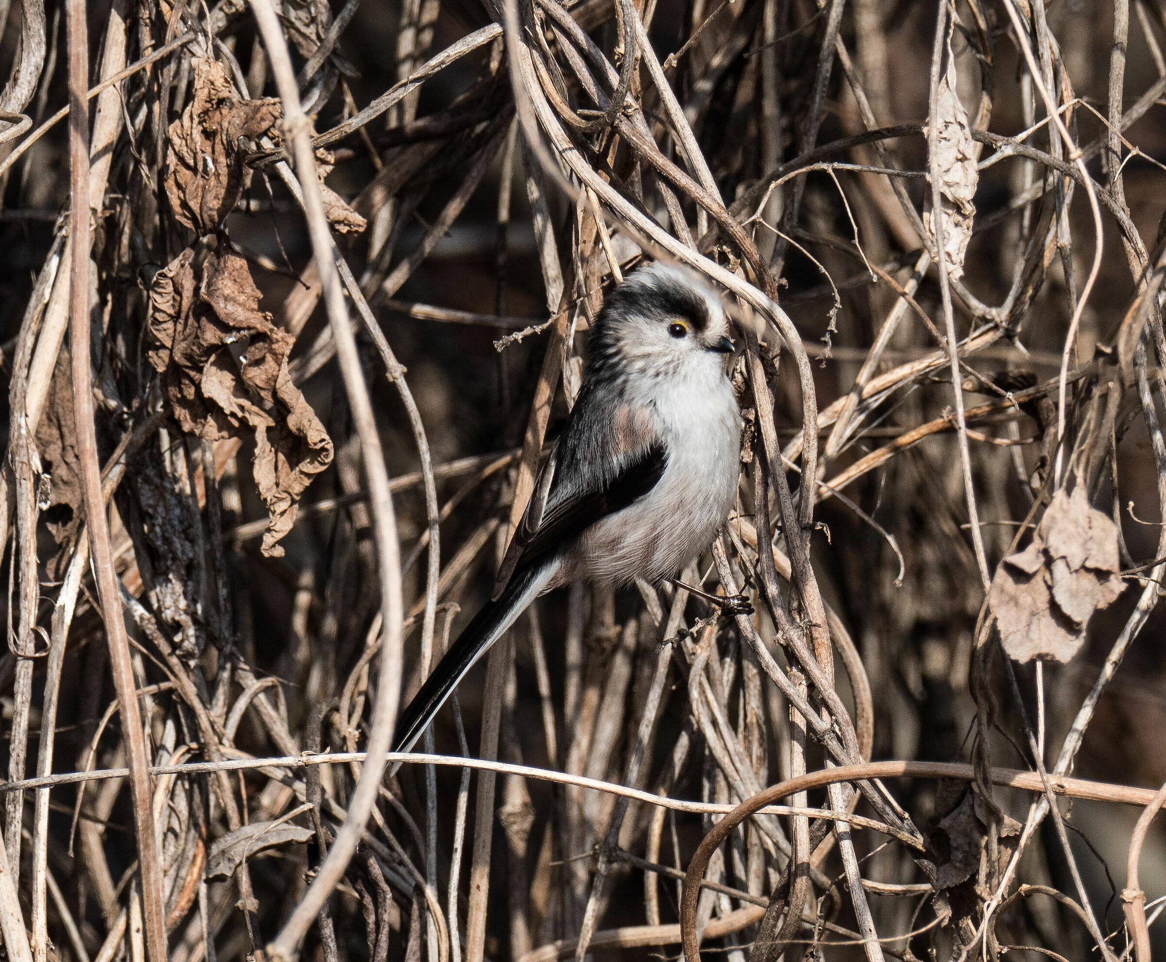 Codibugnolo (Aegithalos caudatus)