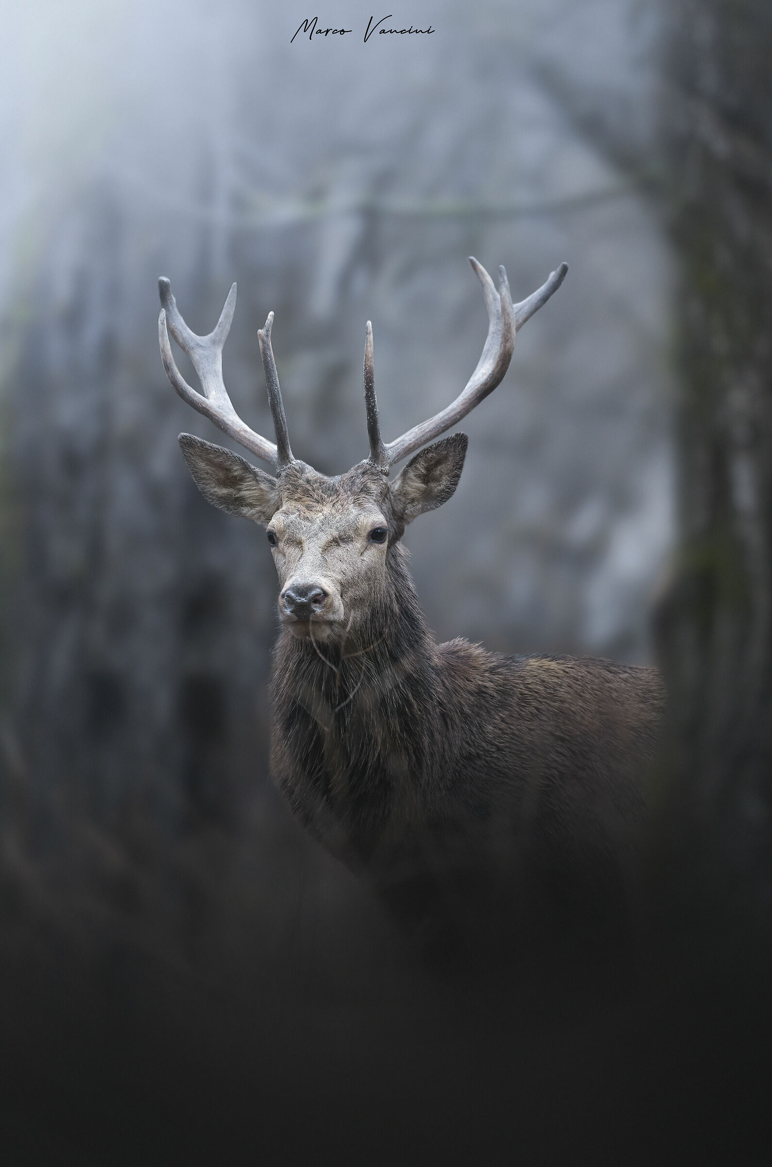 E poi sbucò lui da dietro l'albero...