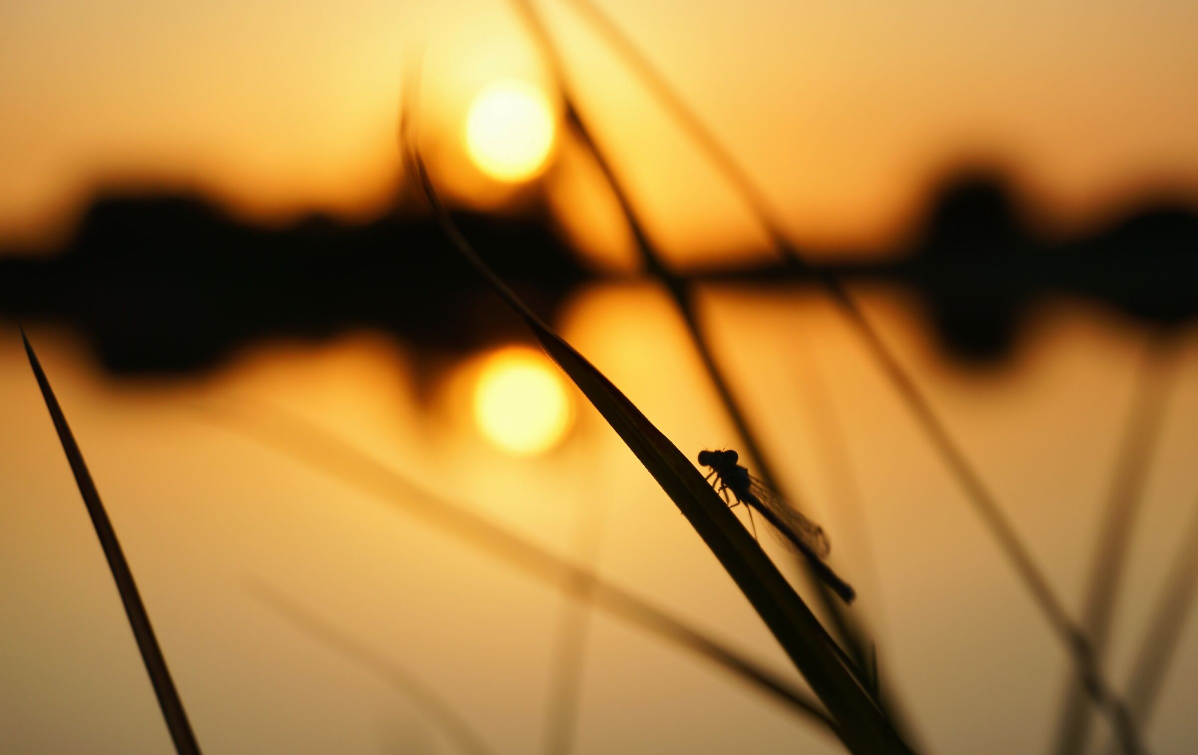 Una libellula al sole
