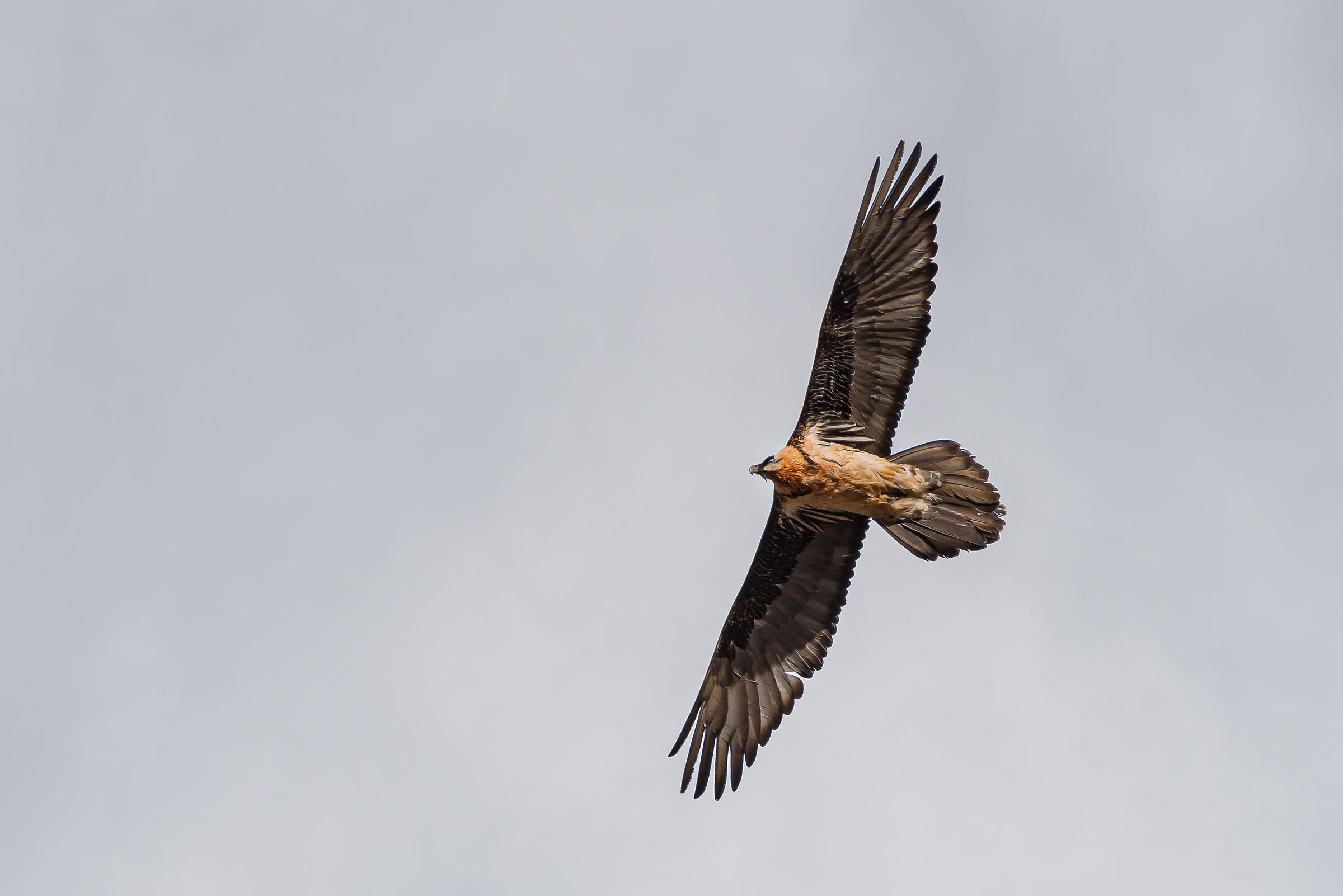 Adult bearded gipeto