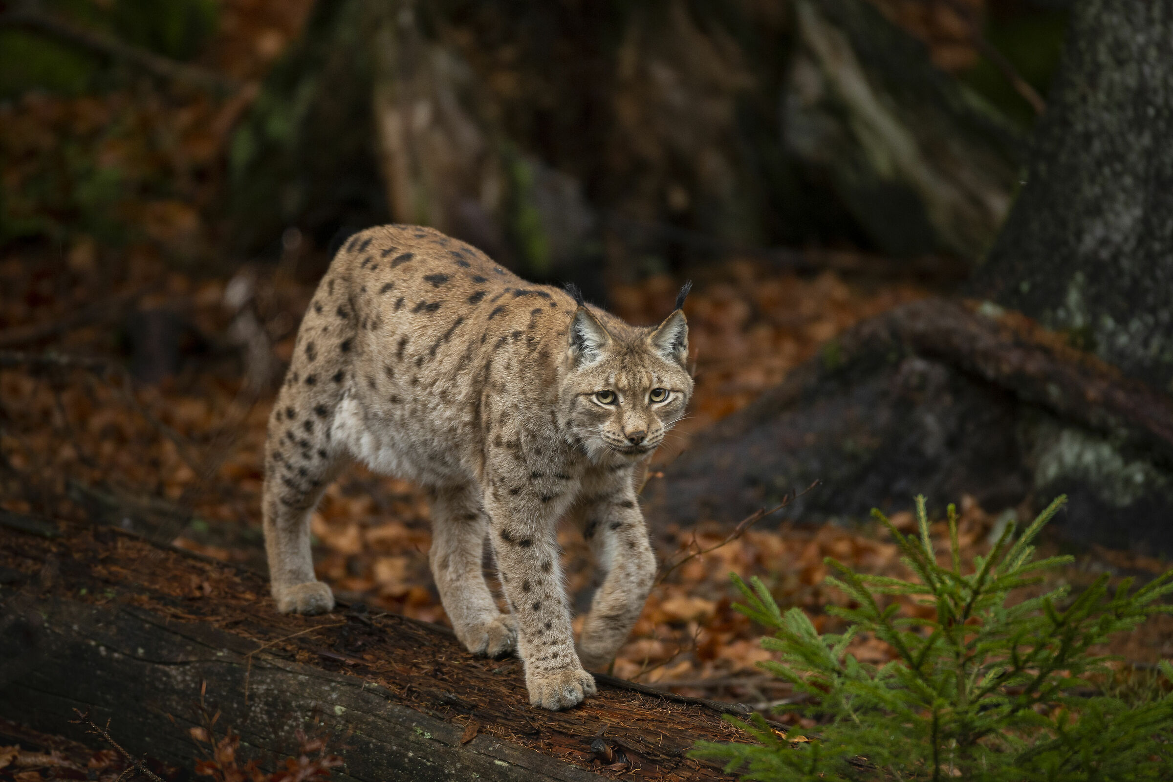 La sfilata sul tronco