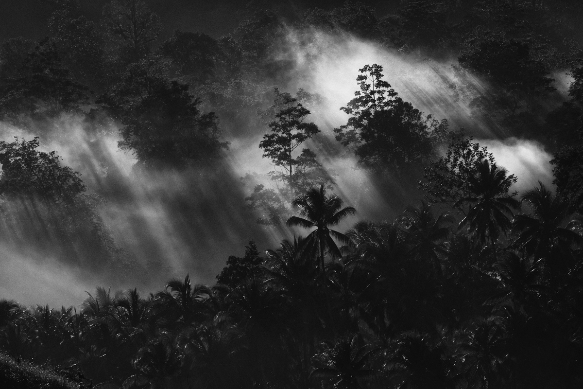 mists in the rainforest