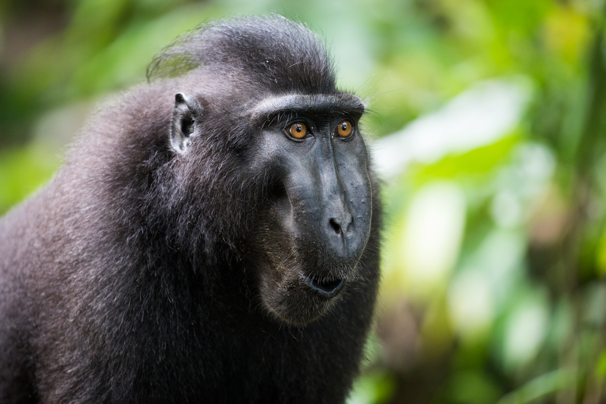 crested macaque portrait