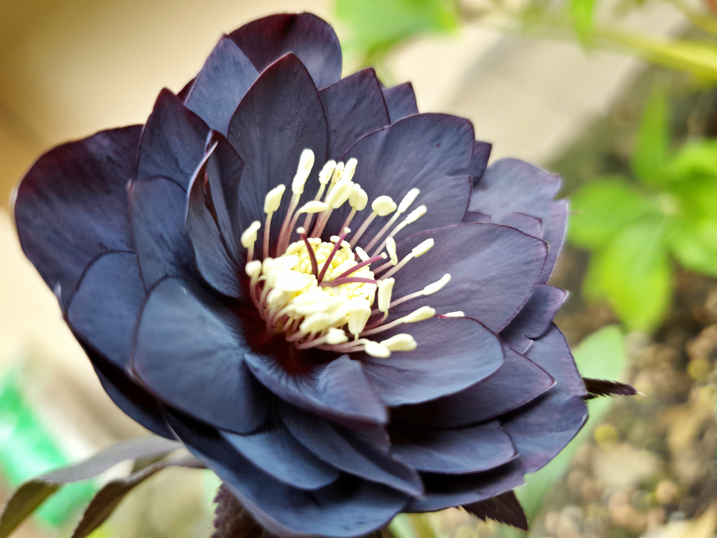 Helleborus double black