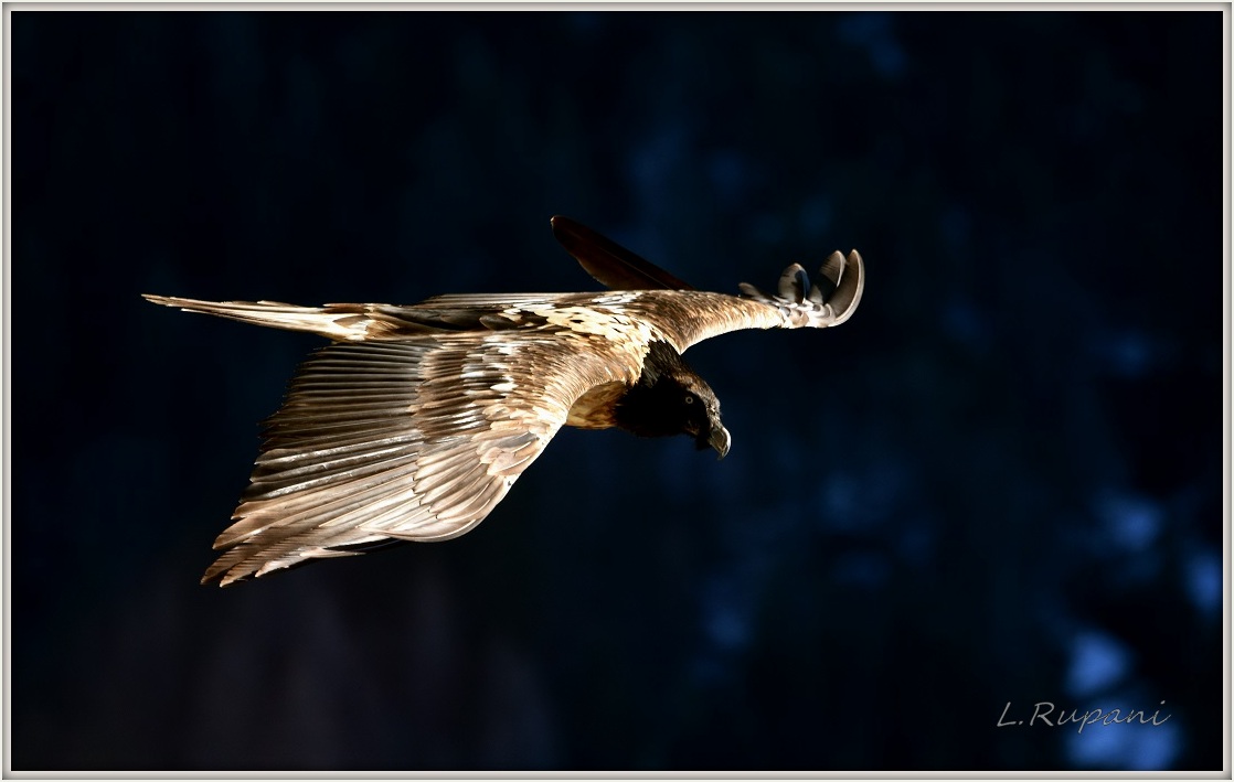 La livrea del Gipeto 2