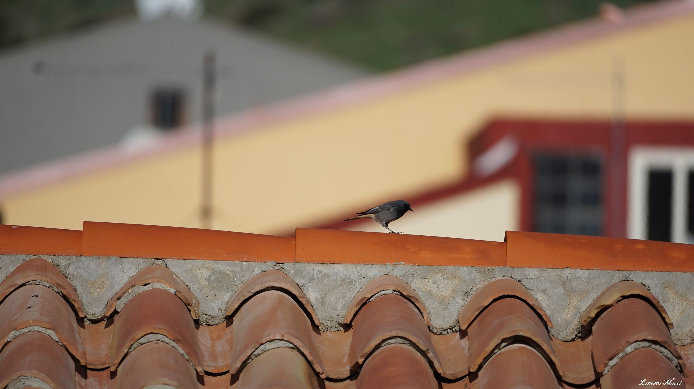 Chimney Sweep Tenderness