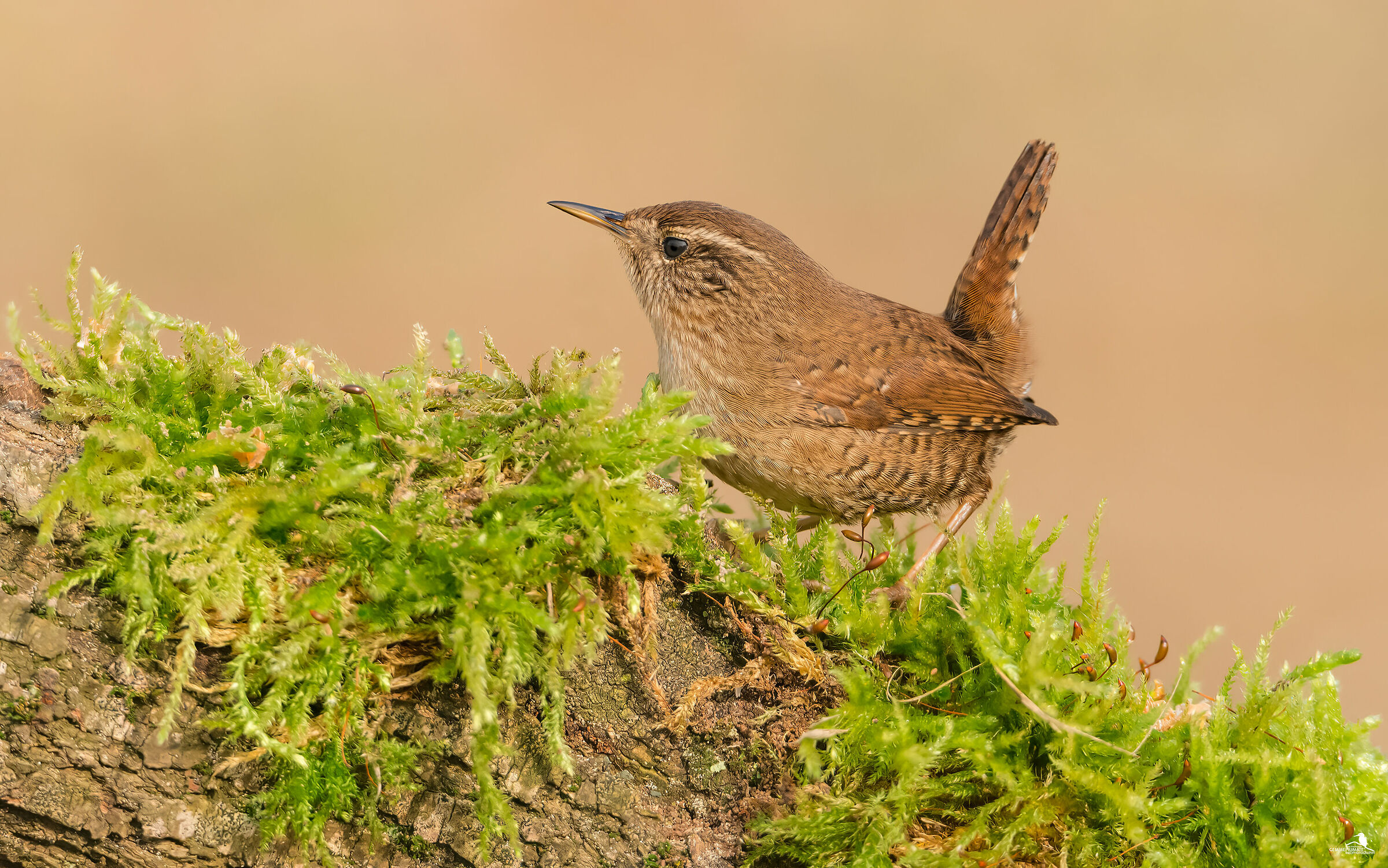 Wren