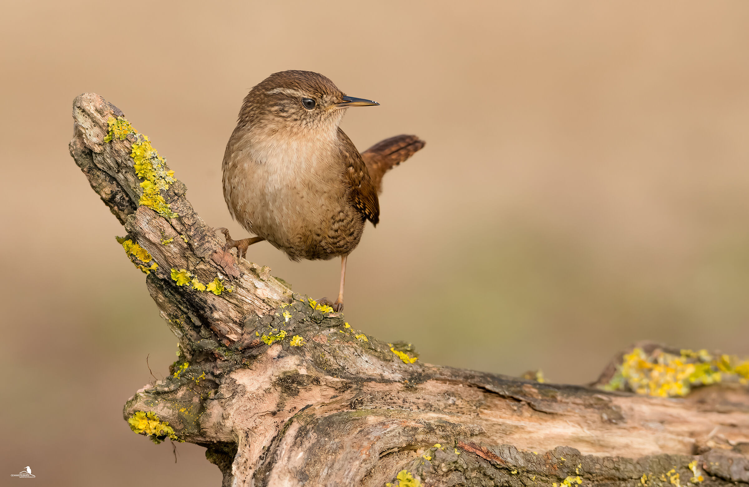 Wren