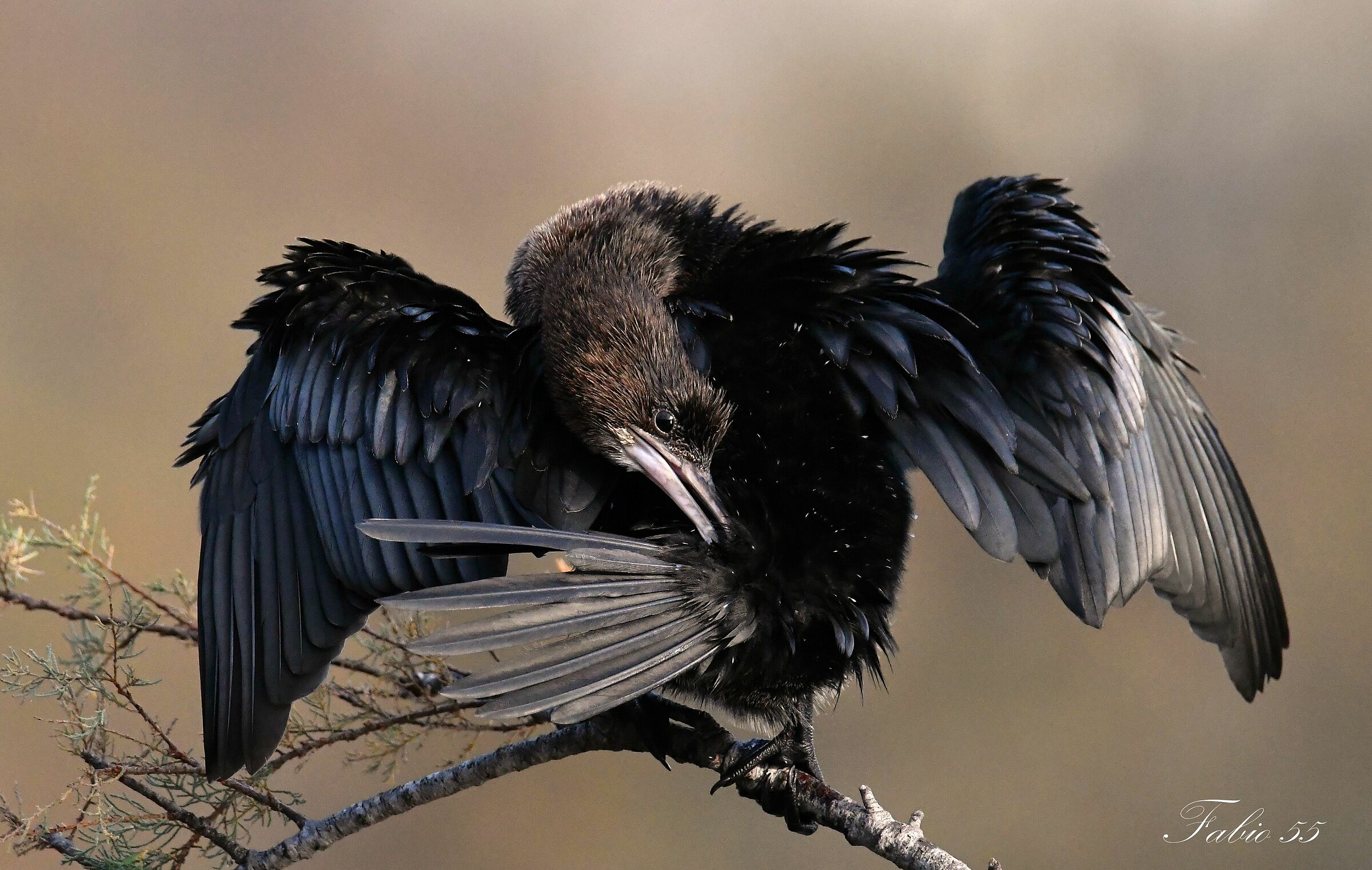 Marangone  minore (Microcarbo pygmeus)