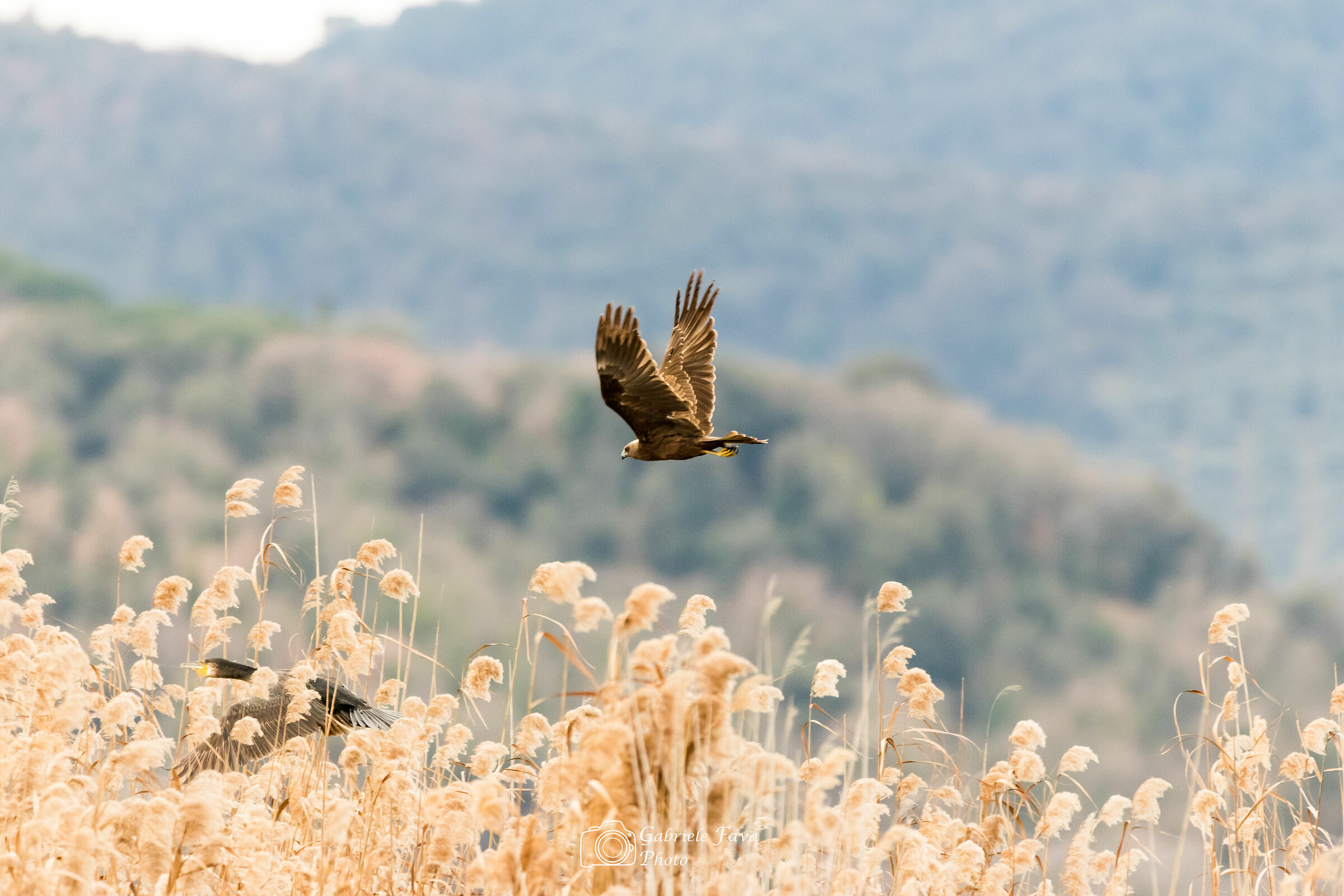 Falco di Palude allontana un Cormorano dalla sua zona