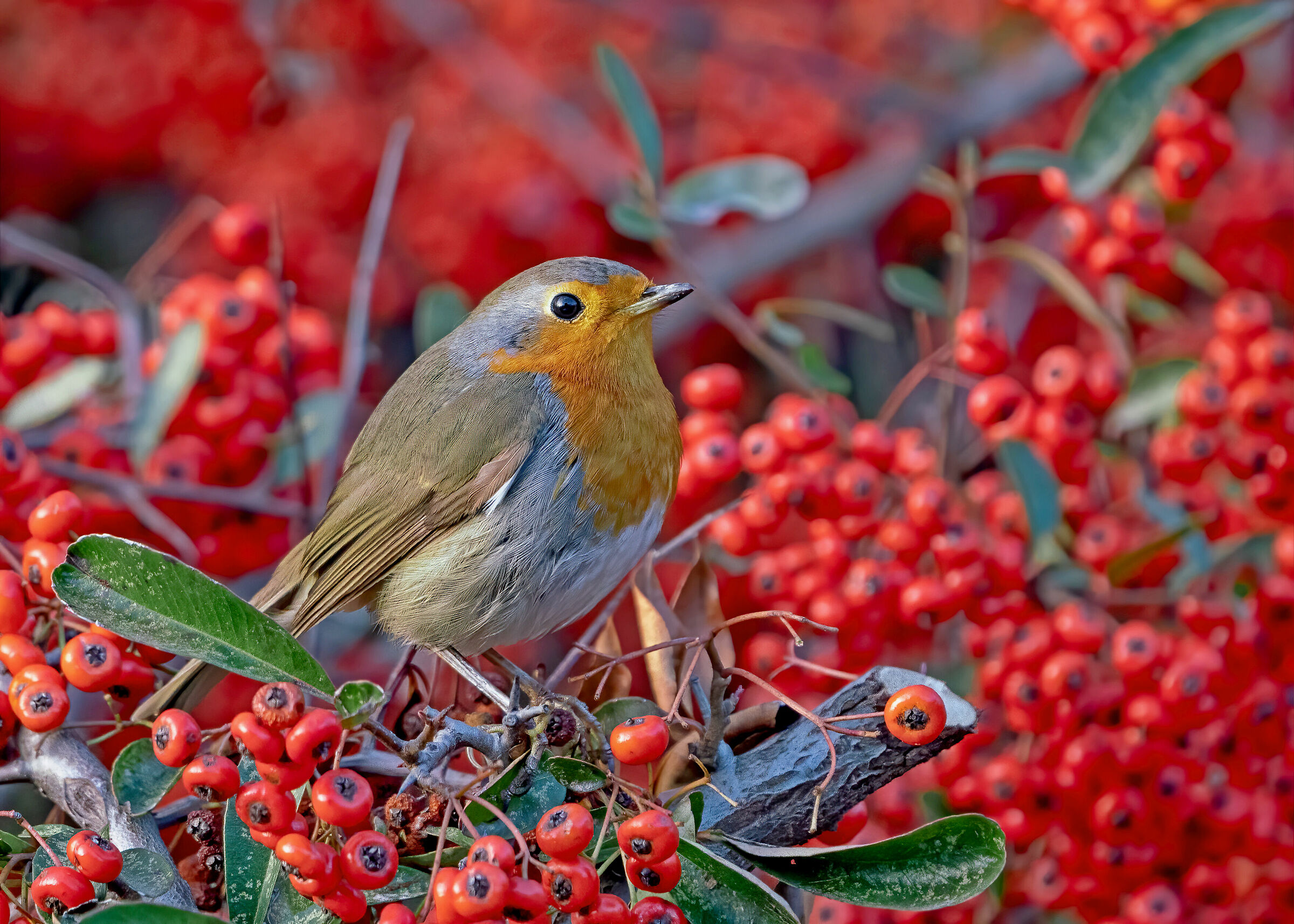 Pettirosso tra bacche di biancospino