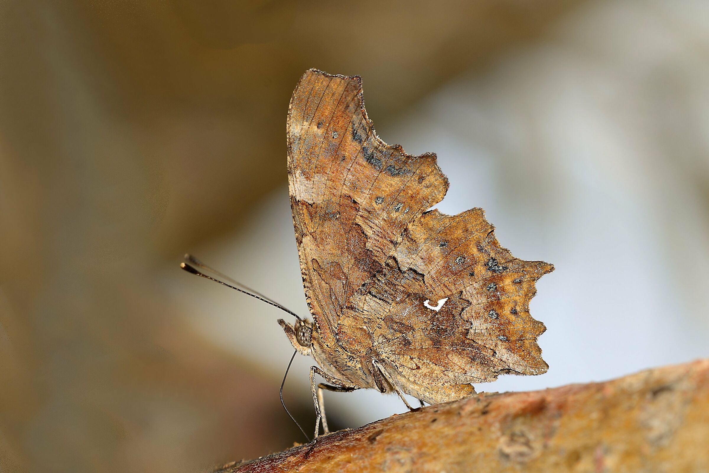 Polygonia c-album