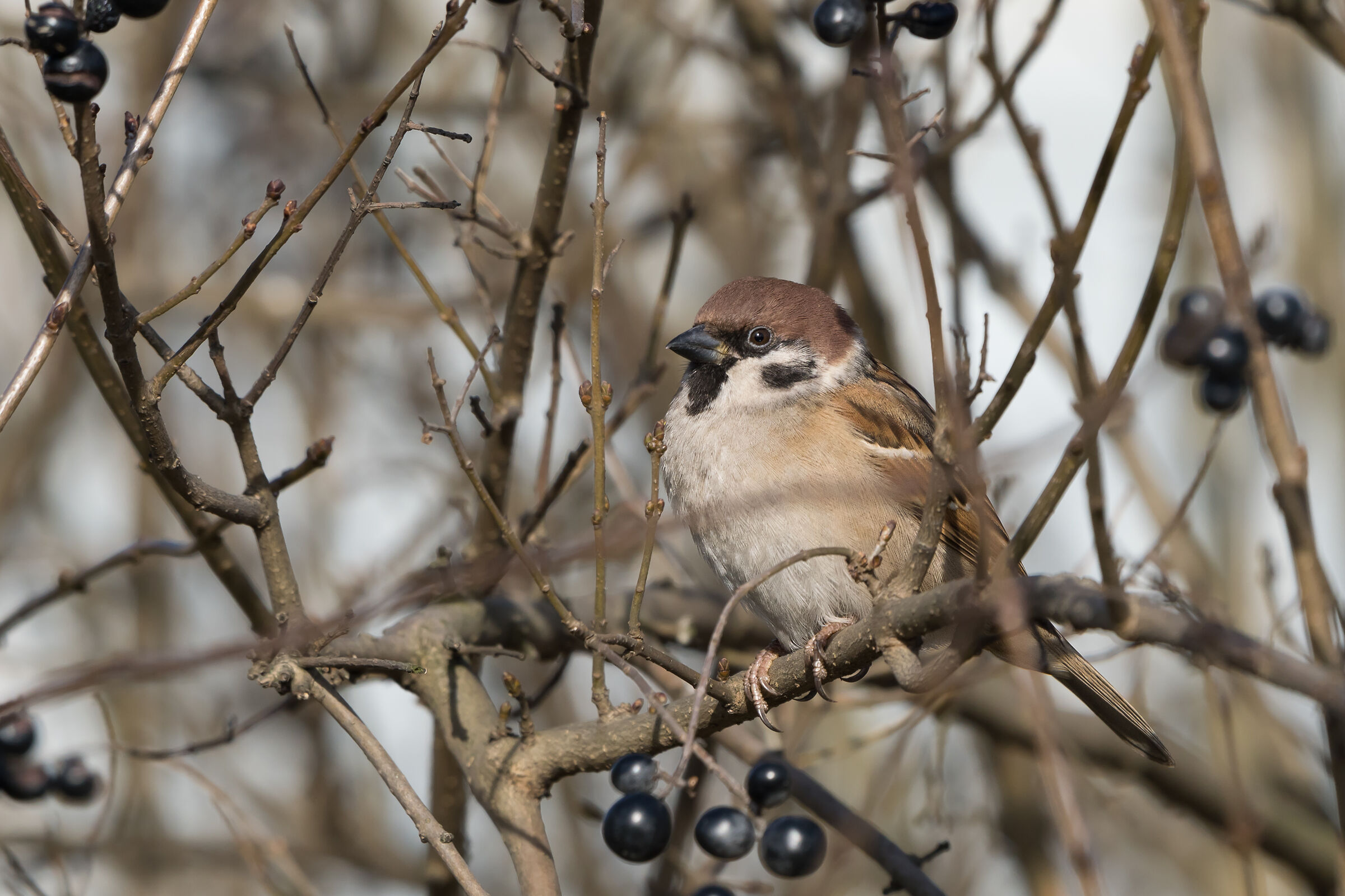 Eurasian tree sparrow