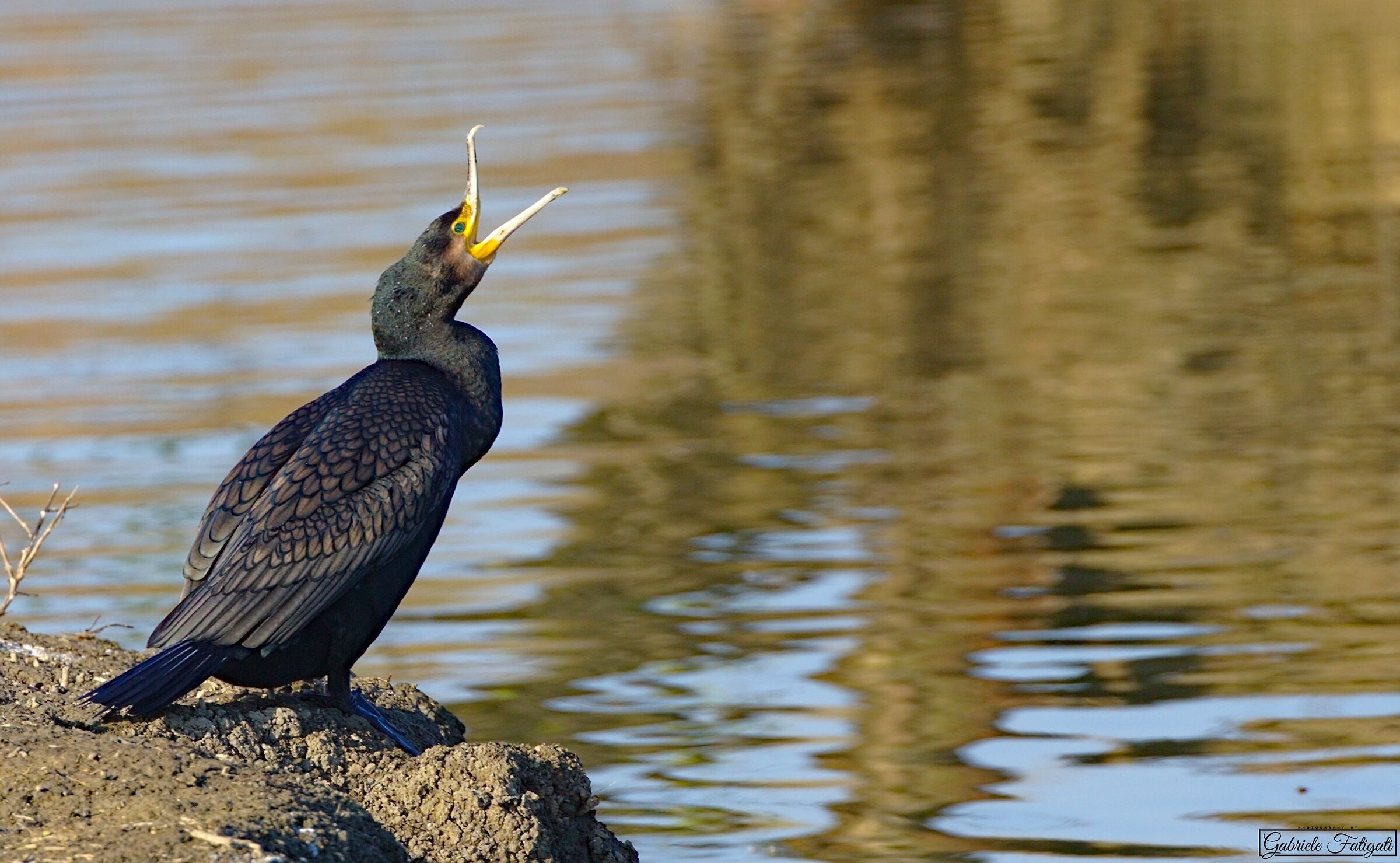 The cry of the cormorant