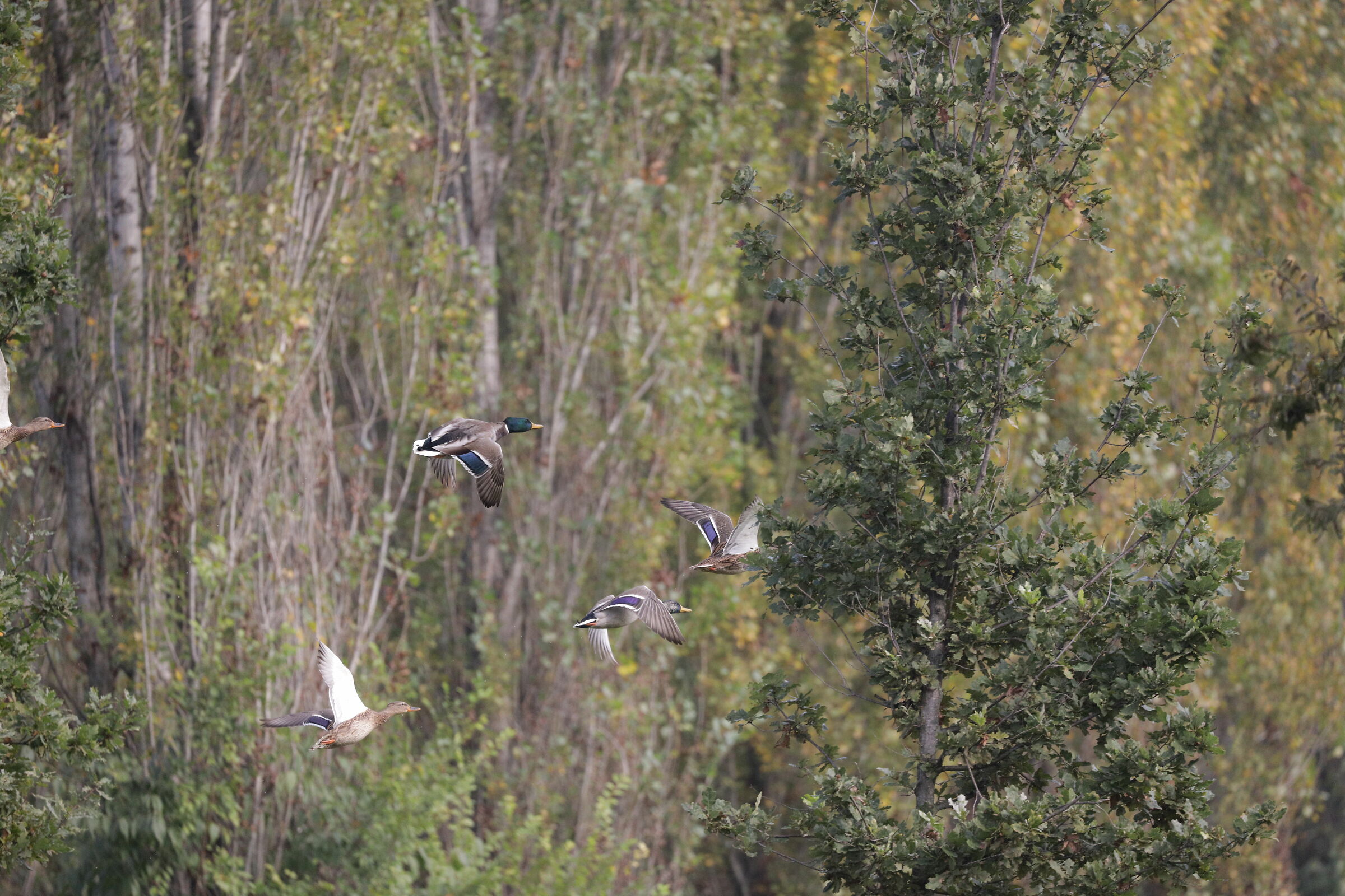 Birds in flight (Milan, North Park)