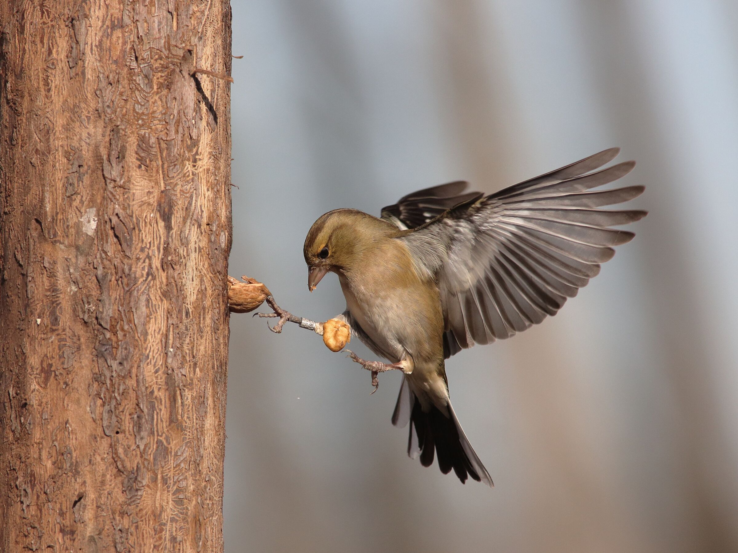 fringilla coelebs finch