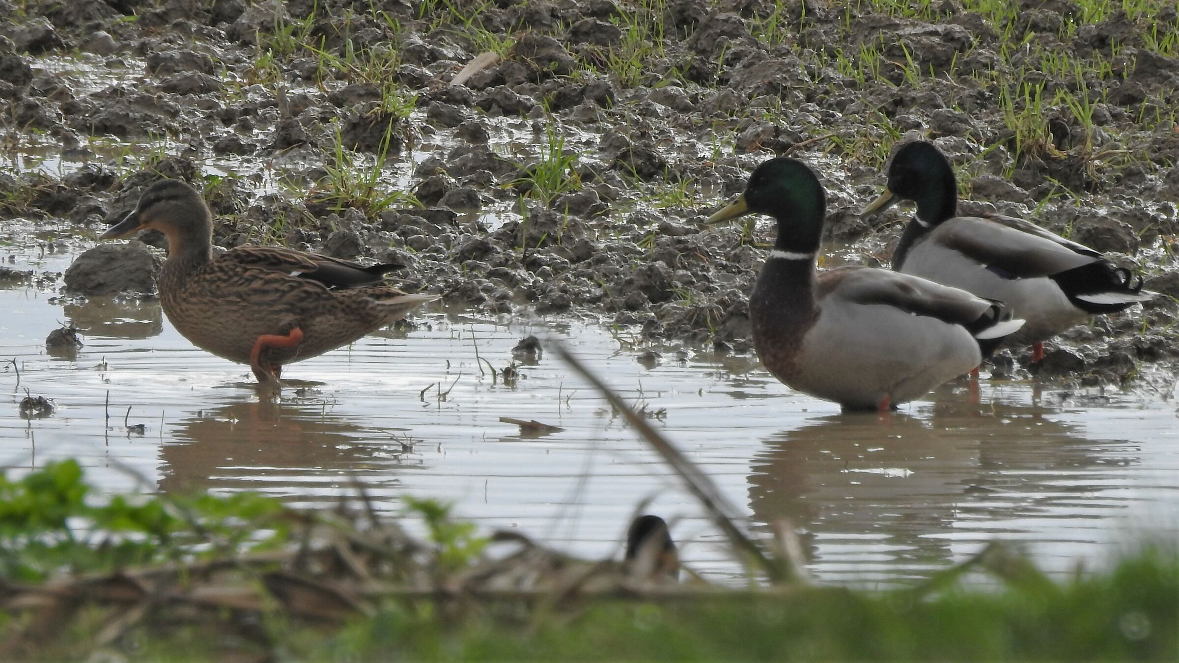Mi sa che iniziano i corteggiamenti