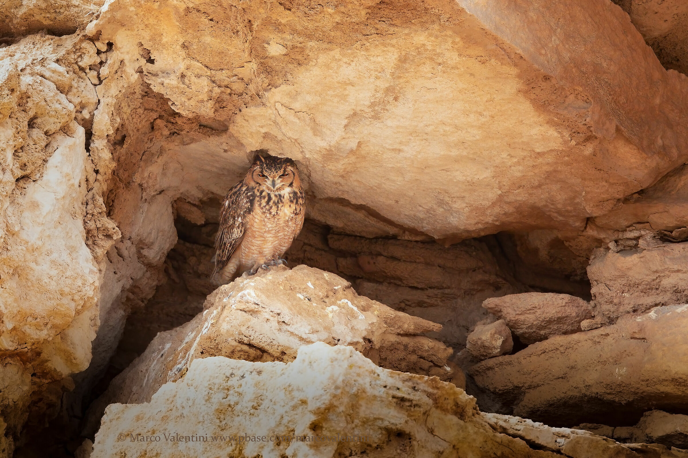 The Owl of the Pharaohs