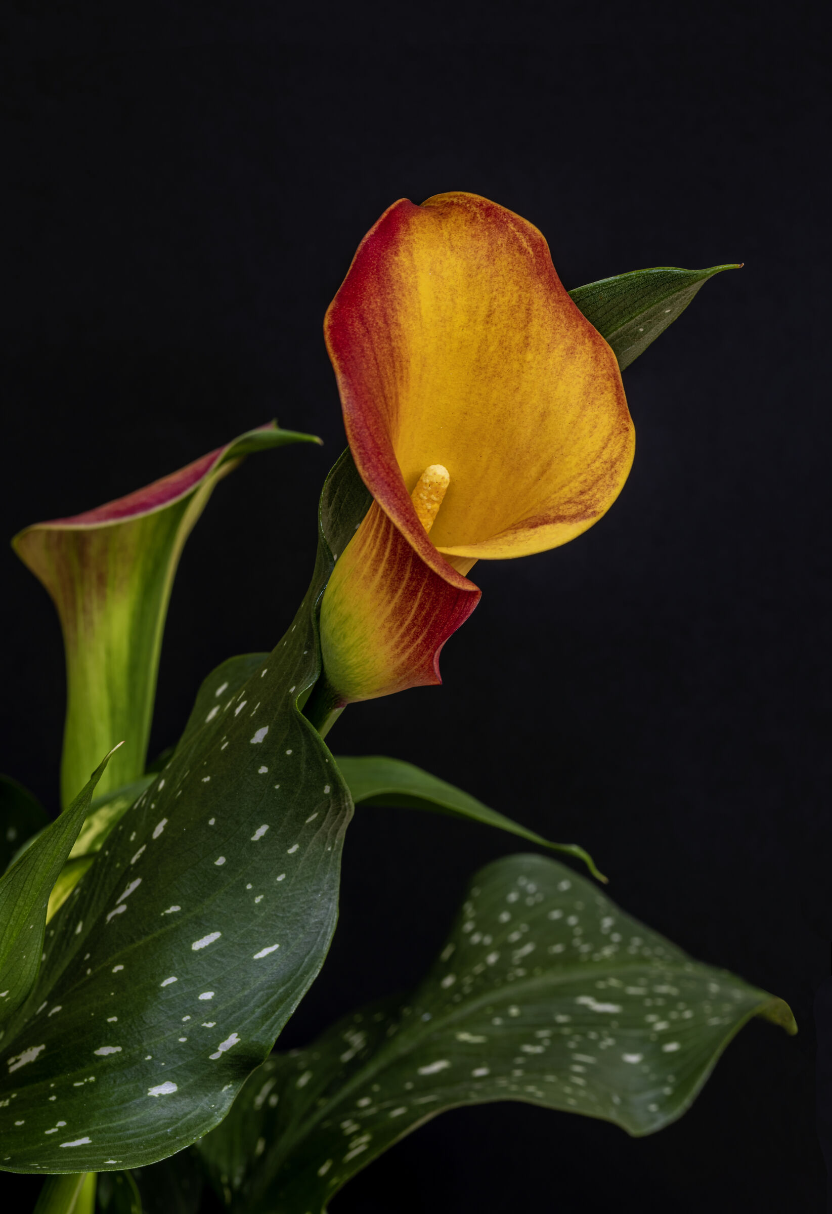Calla